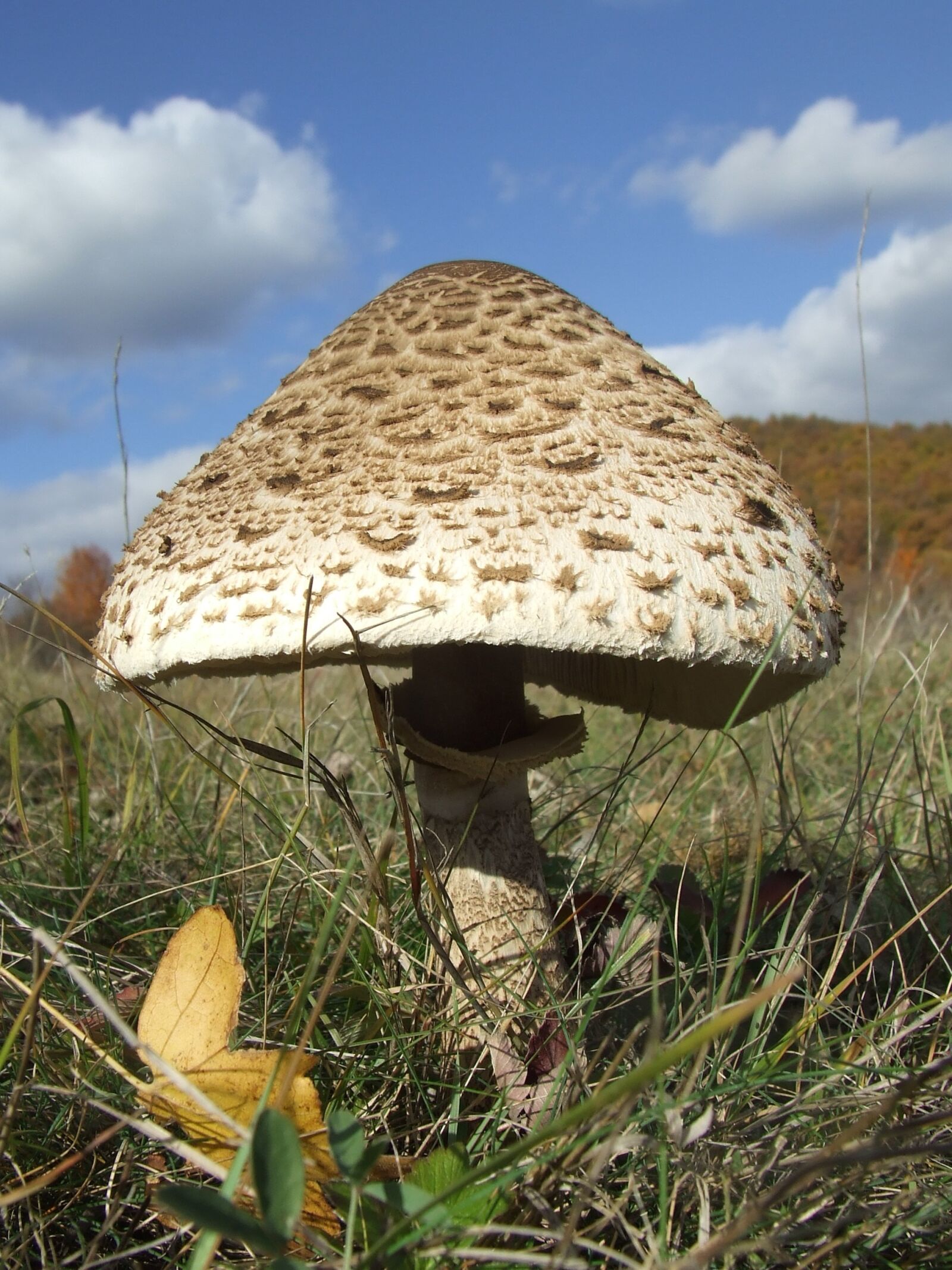 Fujifilm FinePix S5600 sample photo. Parasol, mushroom, autumn photography