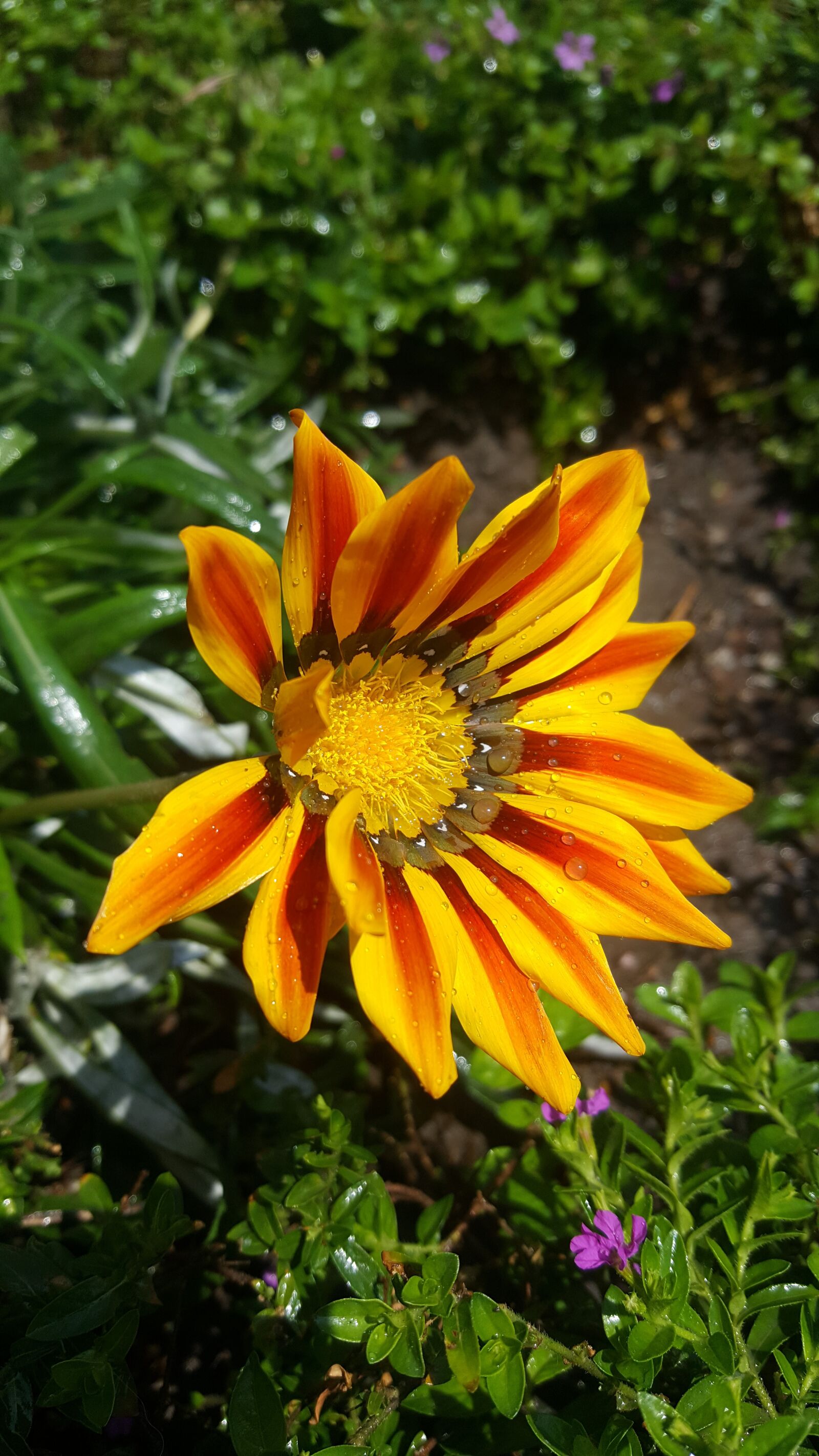Samsung GALAXY S6 edge sample photo. Nature, plant, flower photography