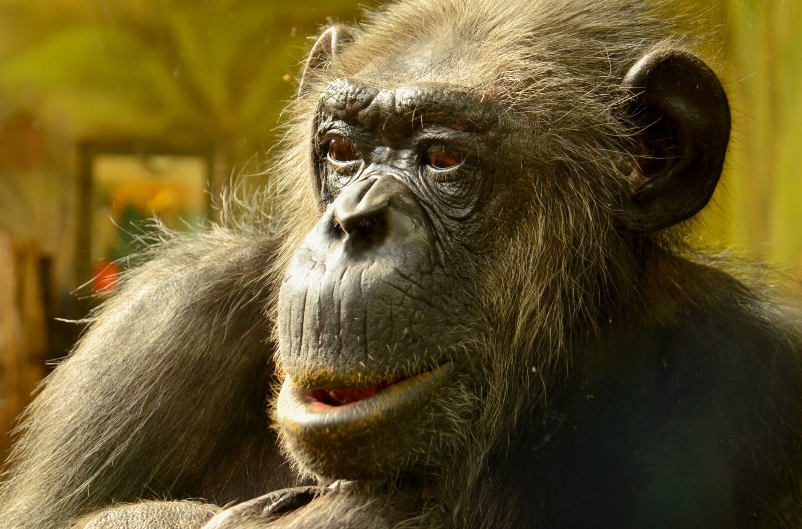 Nikon D5100 sample photo. Comic, chimpansee, closeup photography