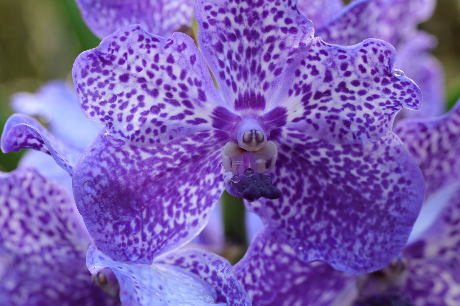 Canon EOS 80D sample photo. Orchid, flowers, purple photography