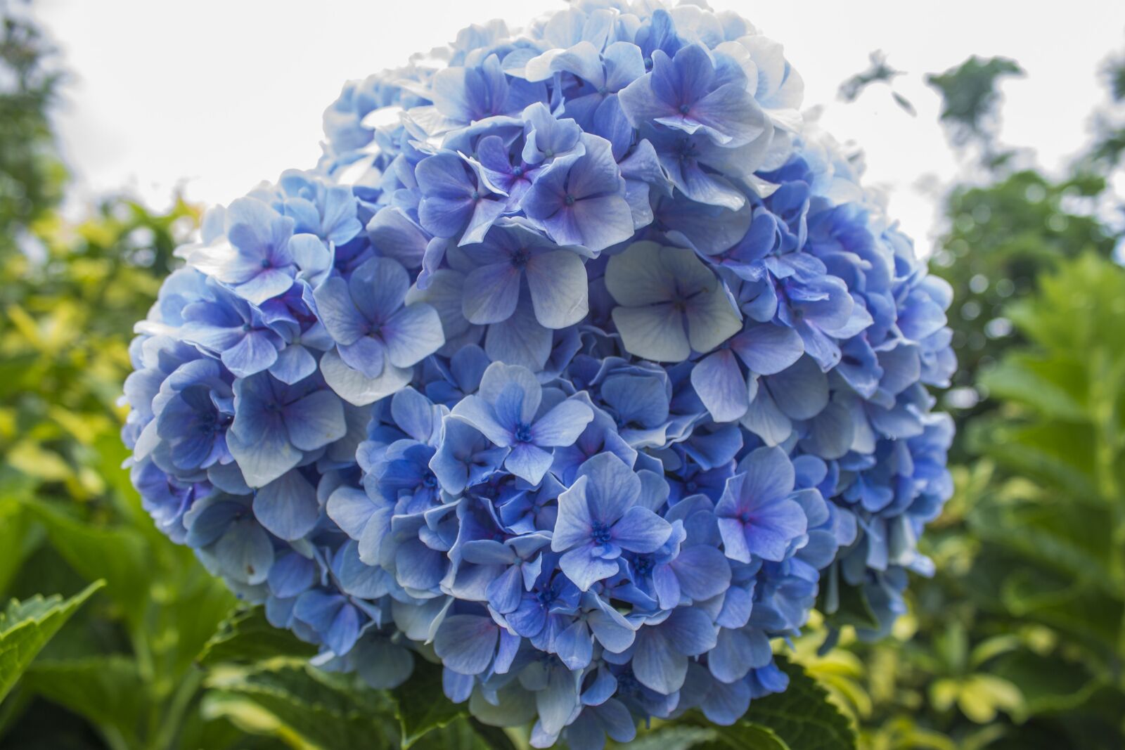 Canon EOS 1100D (EOS Rebel T3 / EOS Kiss X50) sample photo. Flowers, blue, nature photography