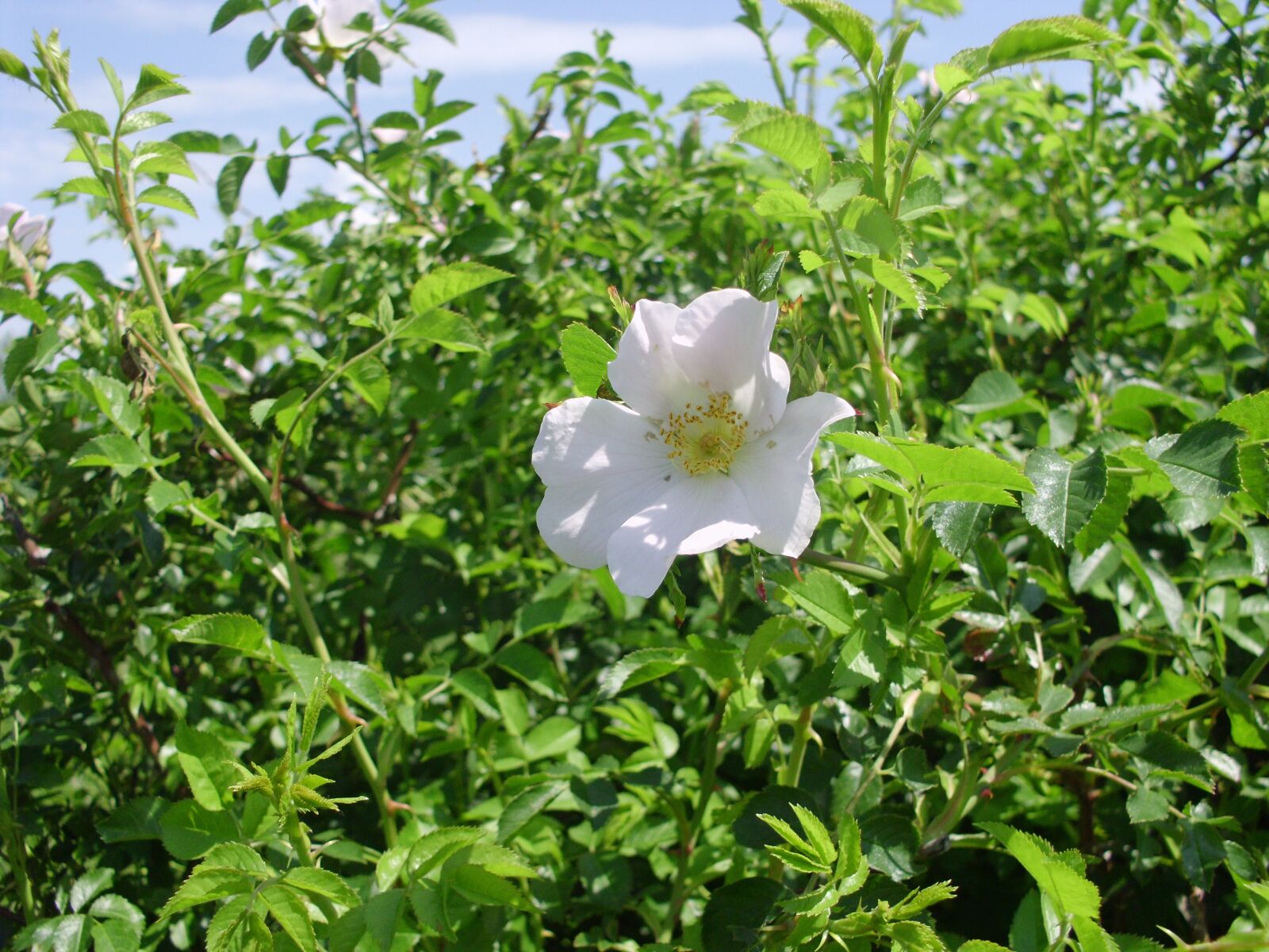 Benq DC C1450 sample photo. Dog rose, plant, white photography