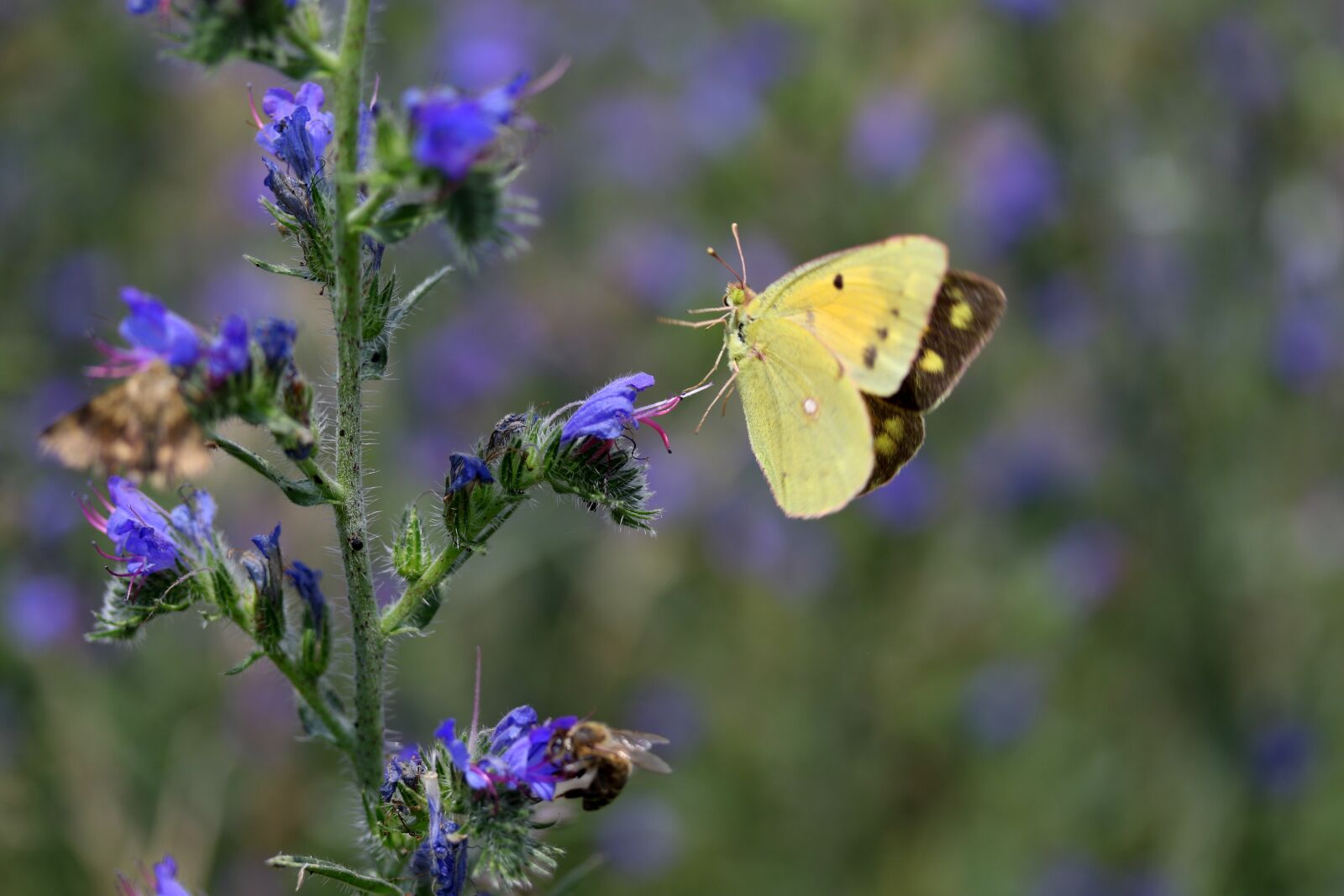 Canon EF-S 60mm F2.8 Macro USM sample photo. Butterflies, yellow, flight photography