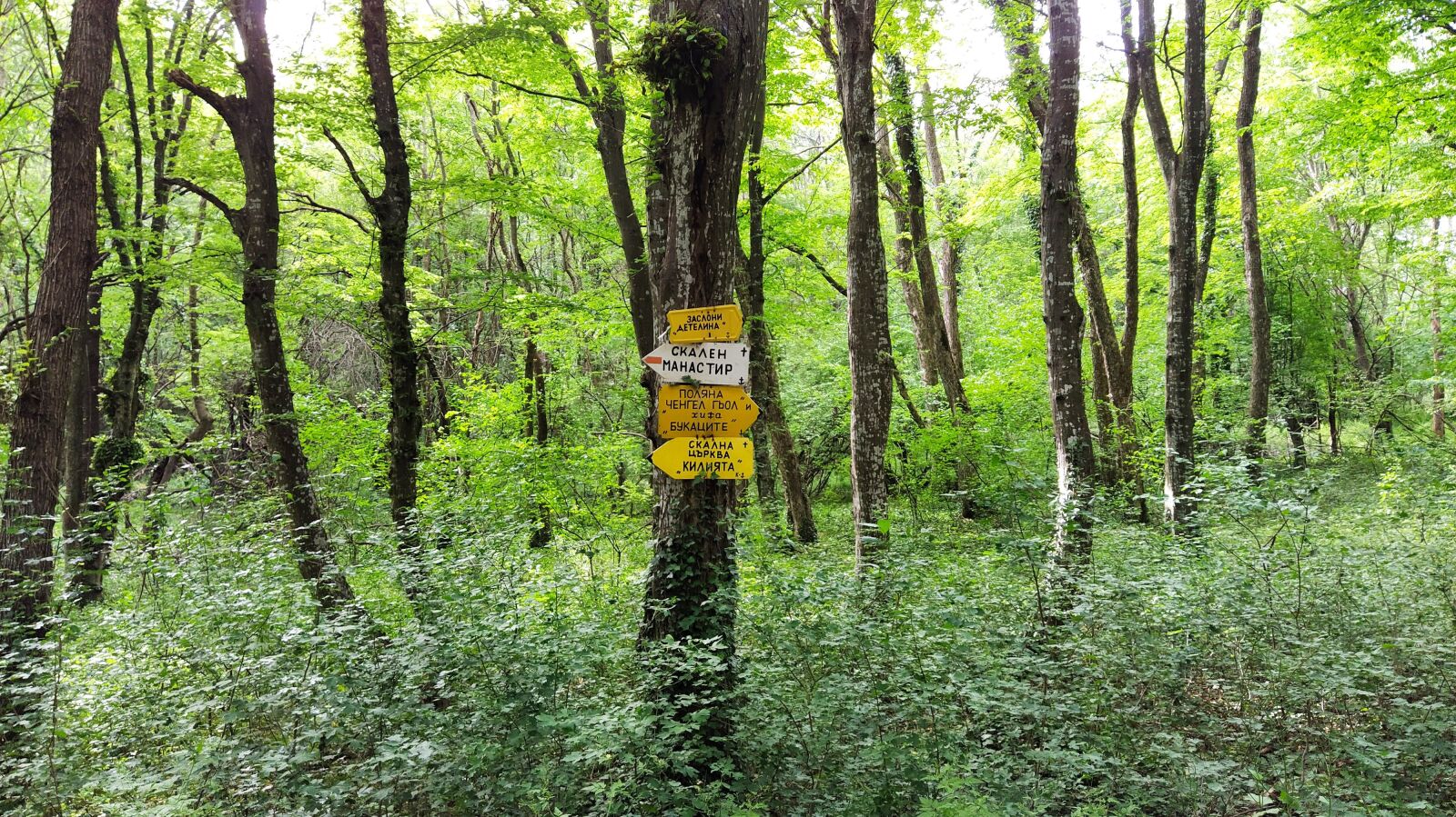 Xiaomi Mi A3 sample photo. Forest, signboard, information photography