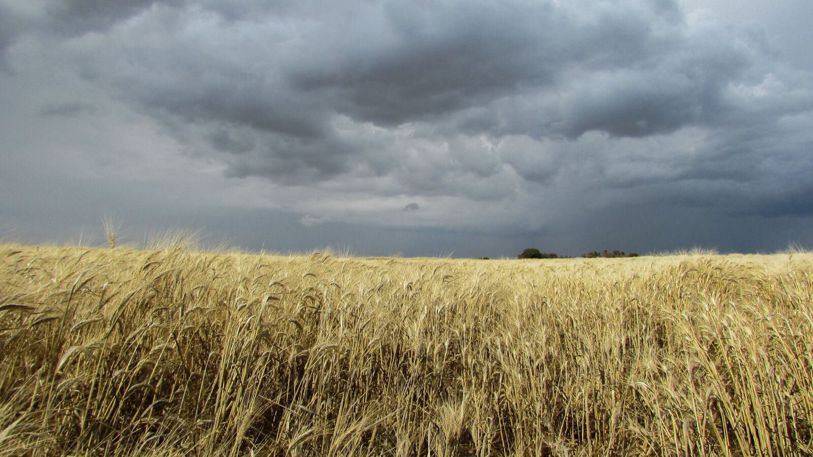 Canon PowerShot SX400 IS sample photo. Wheat field, field, golden photography