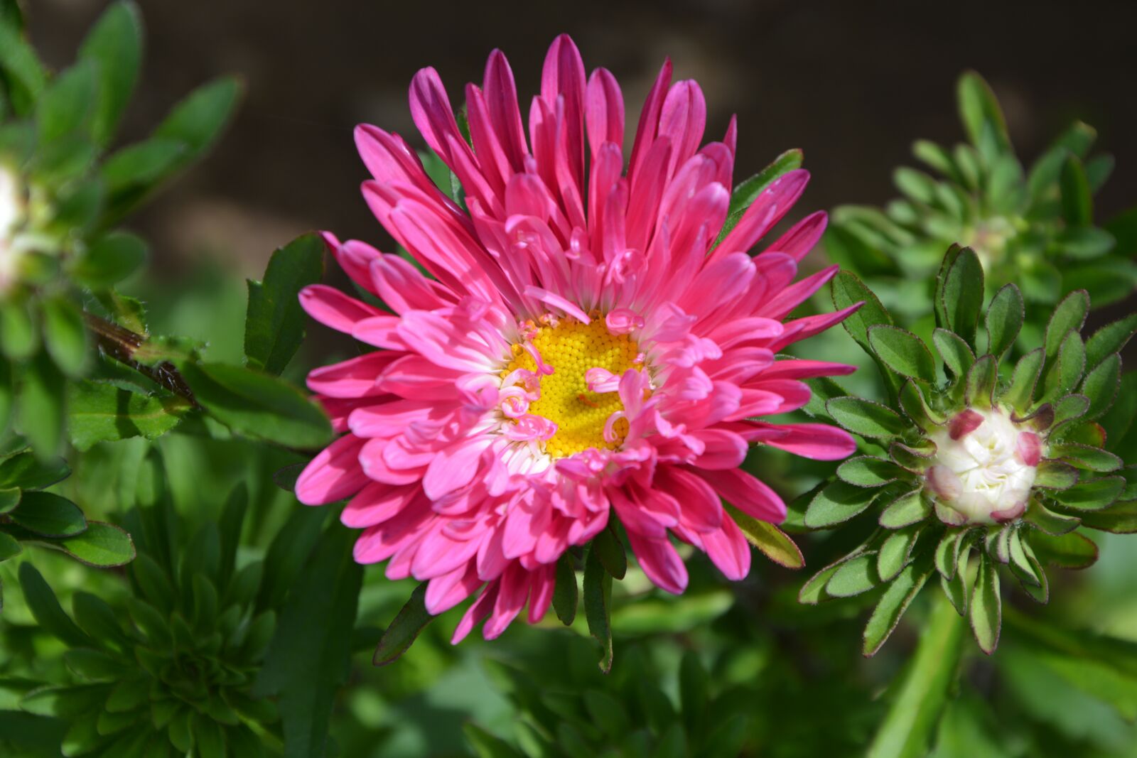 Nikon D5200 sample photo. Flower, dark pink, garden photography