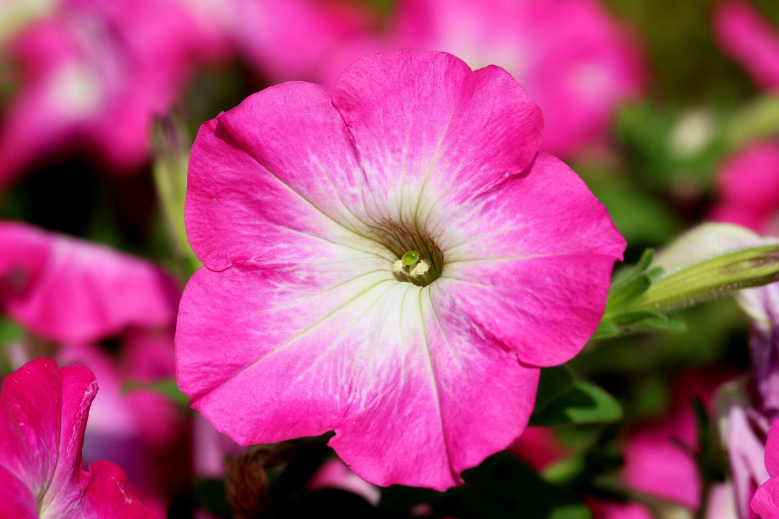 Canon EOS 7D Mark II sample photo. Petunia, flowers, tabitha photography