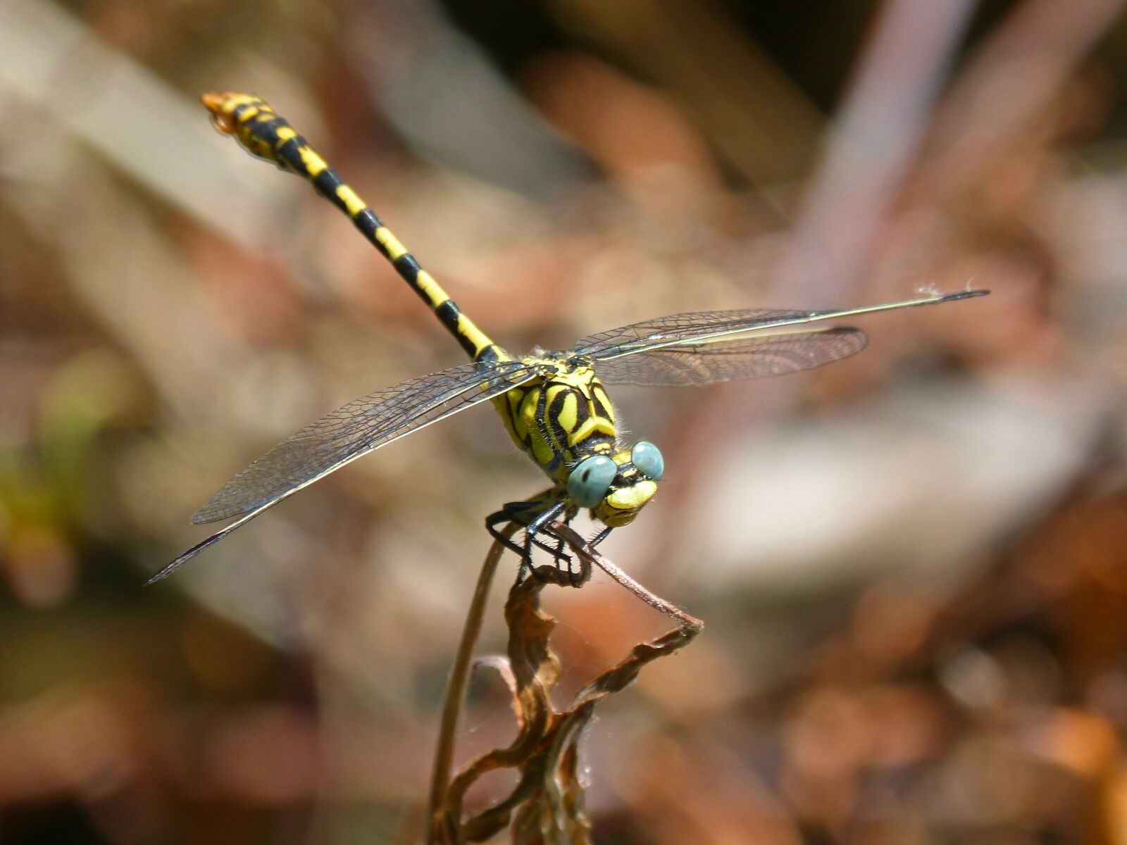 Panasonic DMC-FZ62 sample photo. Dragonfly, dragonfly tiger, onychogomphus photography