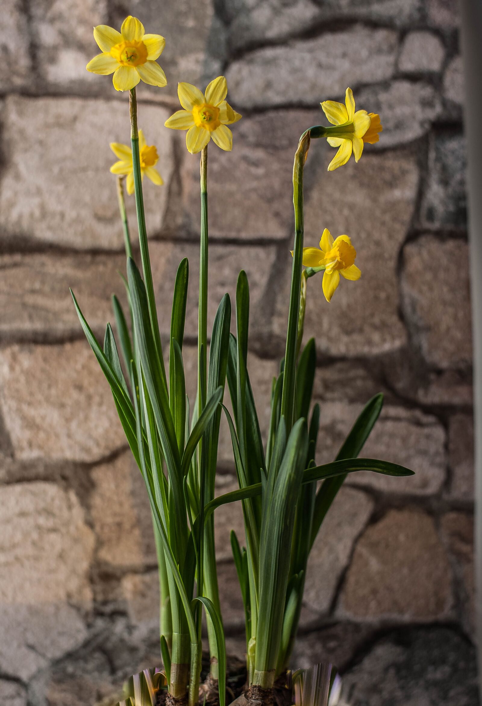 Nikon D700 sample photo. Early bloomer, flower, narcissus photography