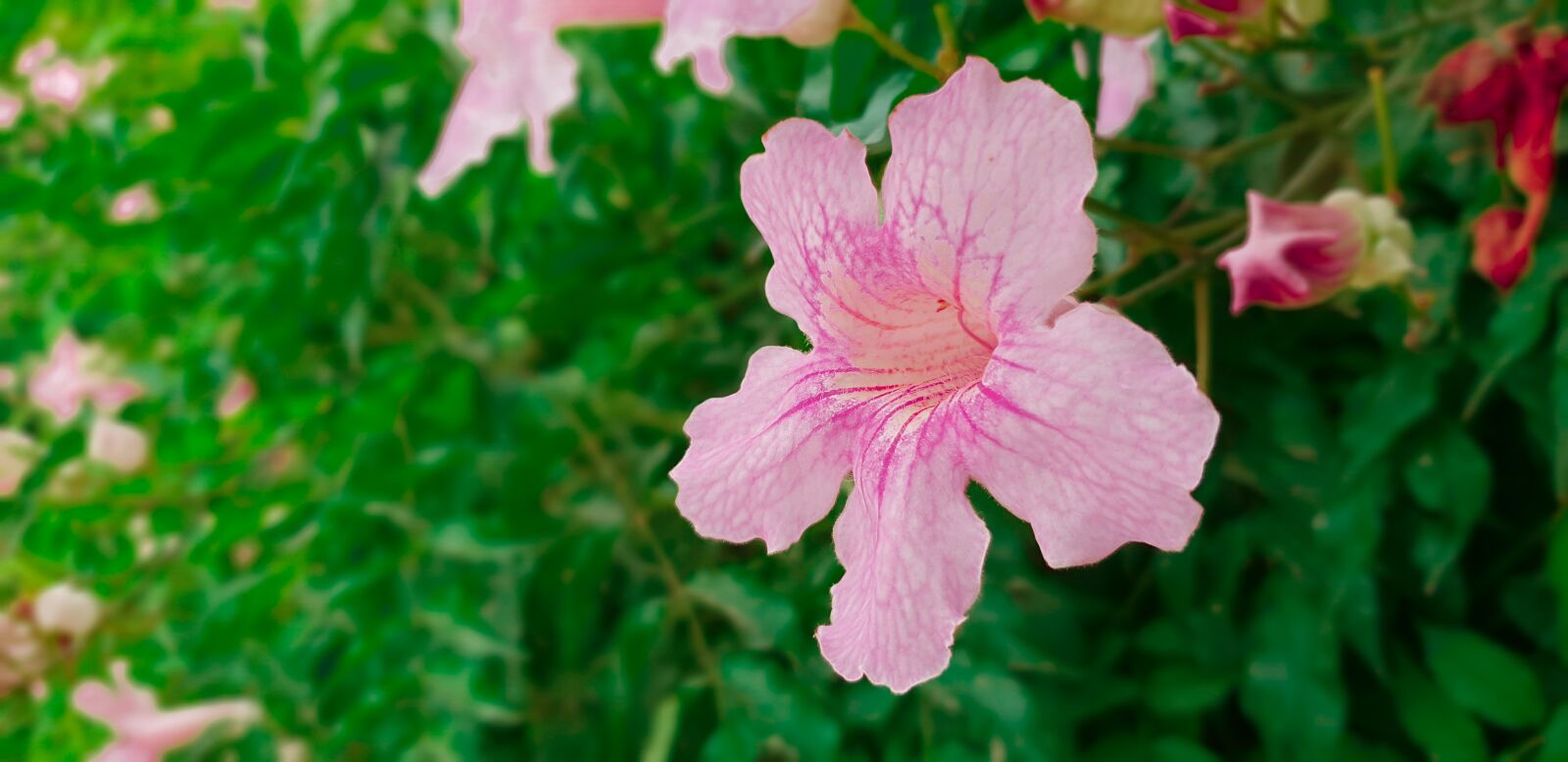 Samsung Galaxy S9 sample photo. Plant, botany, nature photography