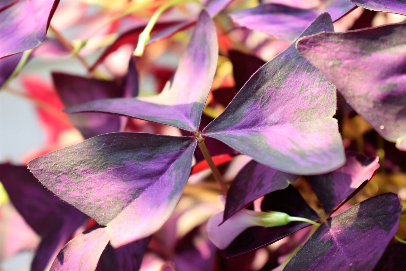 Nikon D5500 sample photo. Lucky clover, plant, leaves photography
