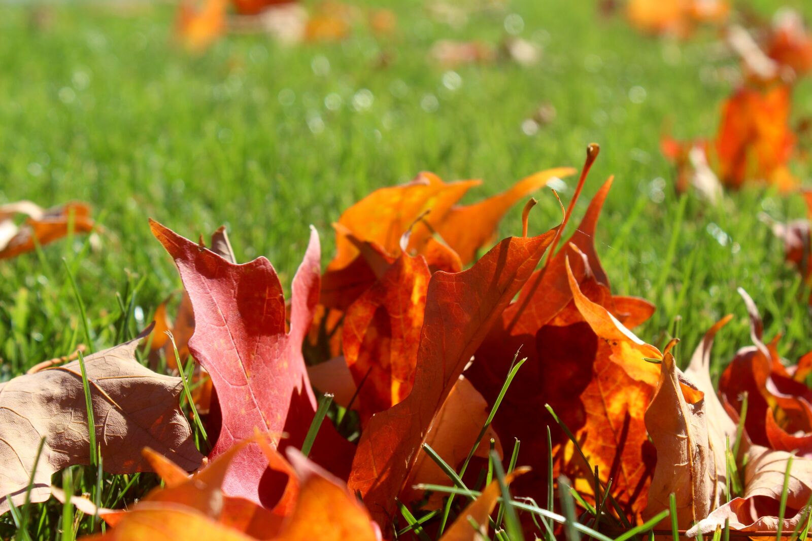 Canon EOS 1200D (EOS Rebel T5 / EOS Kiss X70 / EOS Hi) sample photo. Fall, leaves, outdoor photography