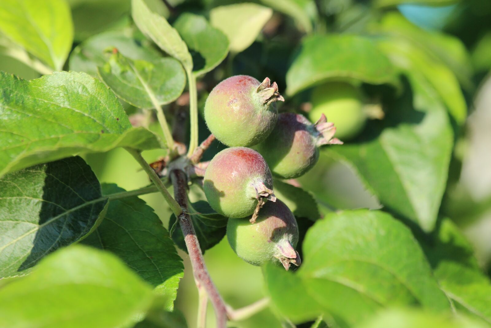 Canon EOS 650D (EOS Rebel T4i / EOS Kiss X6i) sample photo. Apples, branch, apple tree photography