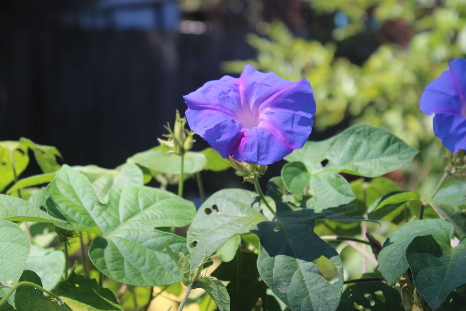Canon EOS 1200D (EOS Rebel T5 / EOS Kiss X70 / EOS Hi) sample photo. Flowers, morning glory, purple photography