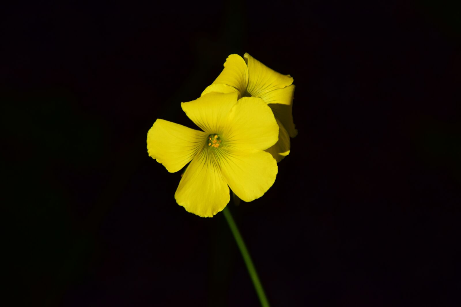 Nikon D3300 sample photo. Oxalis corniculata, blossom, bloom photography