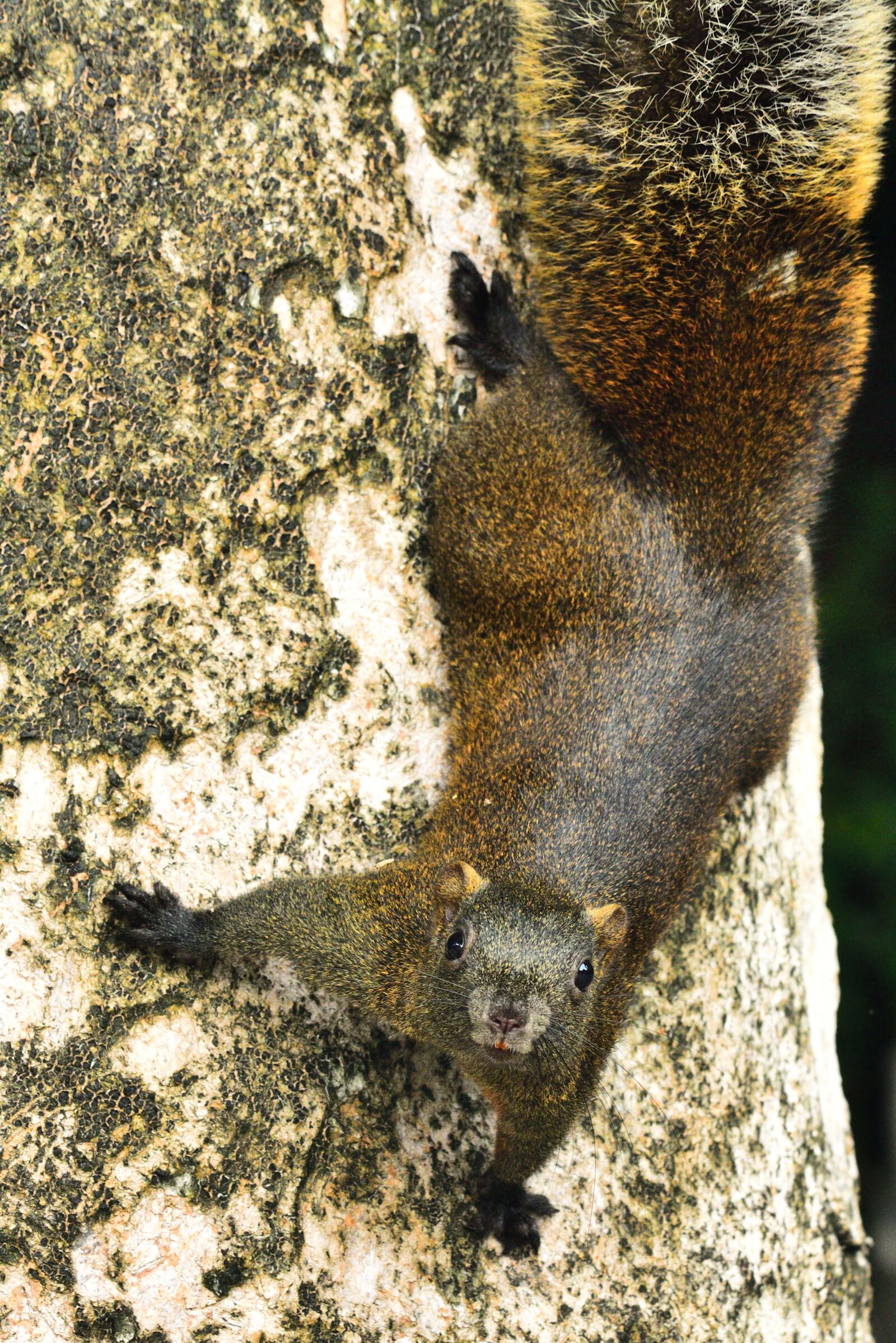 Nikon D750 sample photo. Squirrel, mammal, wildlife photography
