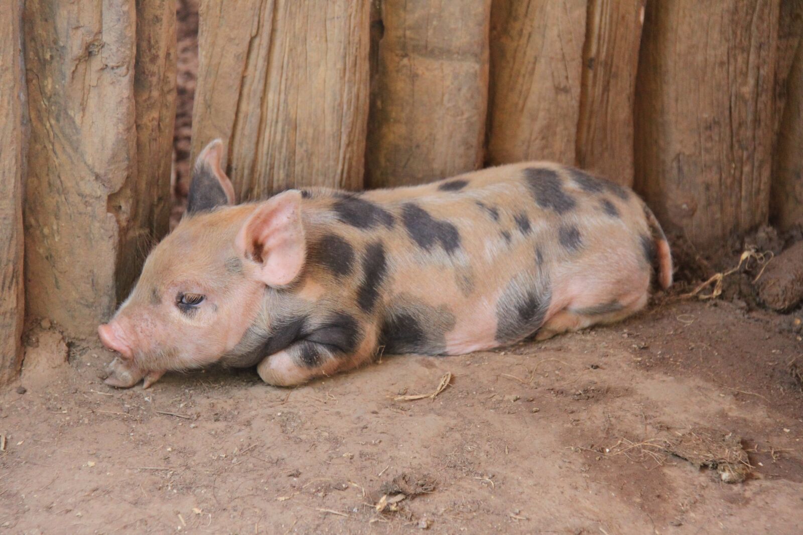 Canon EOS 500D (EOS Rebel T1i / EOS Kiss X3) sample photo. Pig, farm, baby photography