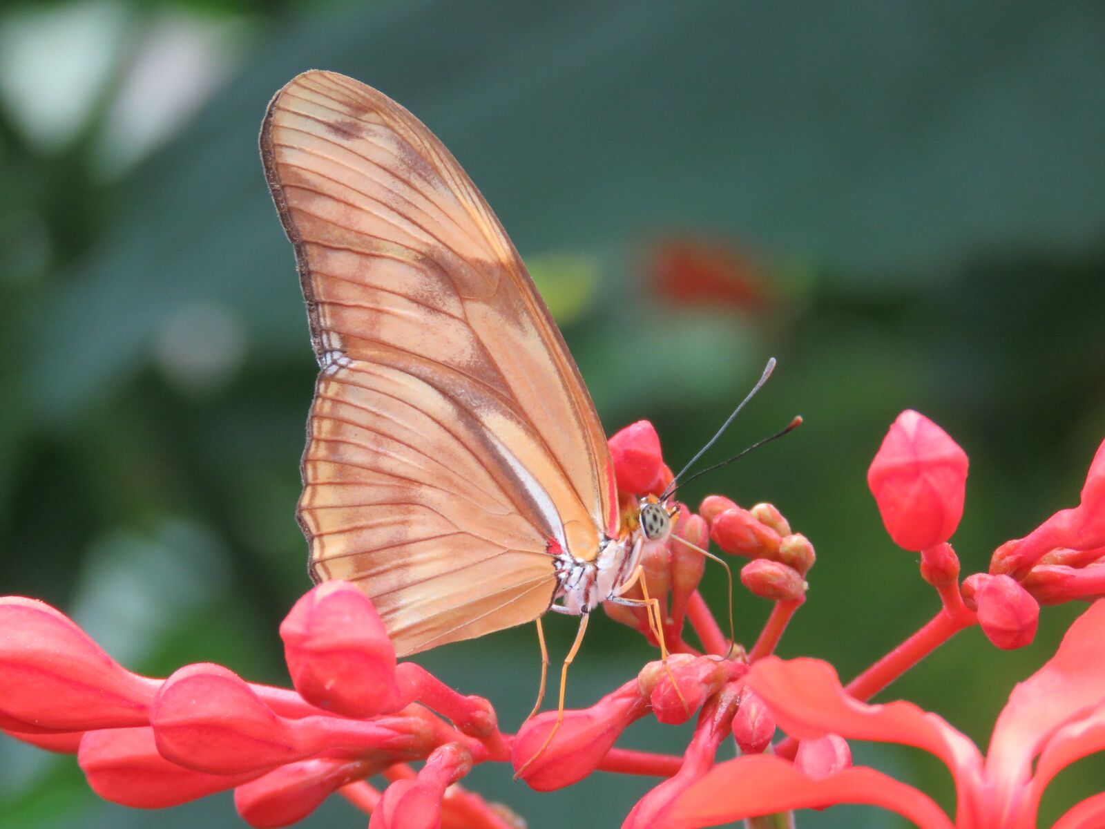 Canon PowerShot SX60 HS sample photo. Butterfly, close up, insect photography