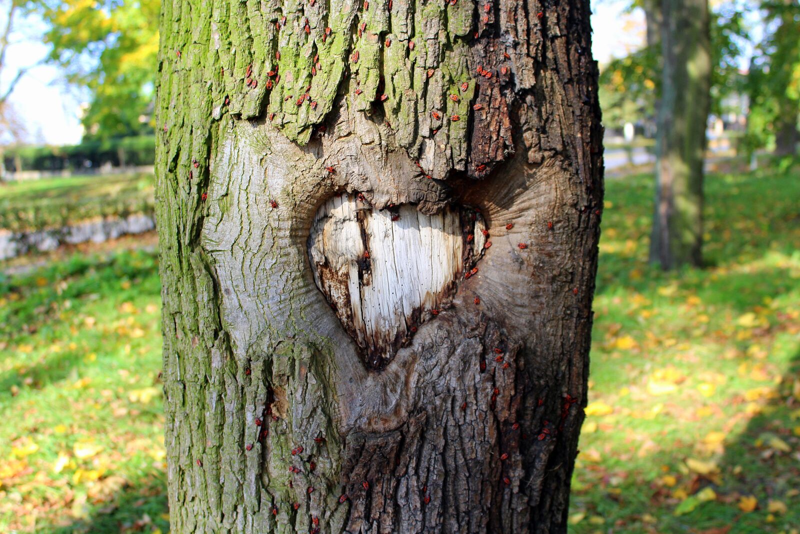Canon EOS 1200D (EOS Rebel T5 / EOS Kiss X70 / EOS Hi) sample photo. Heart, tree, theme photography