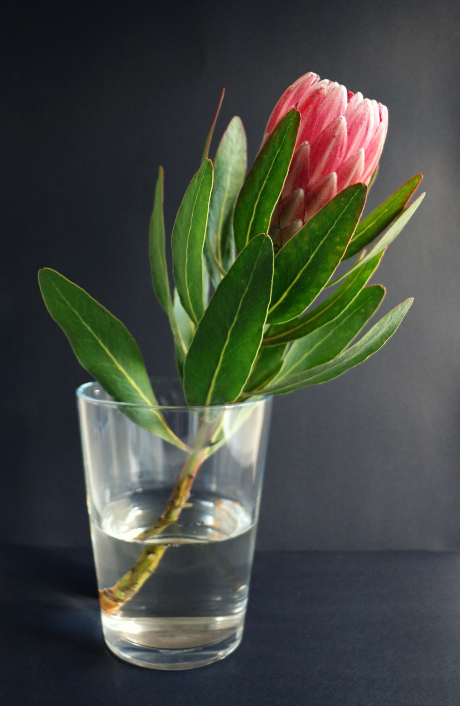 Canon EOS 70D sample photo. Protea, vase, plant photography