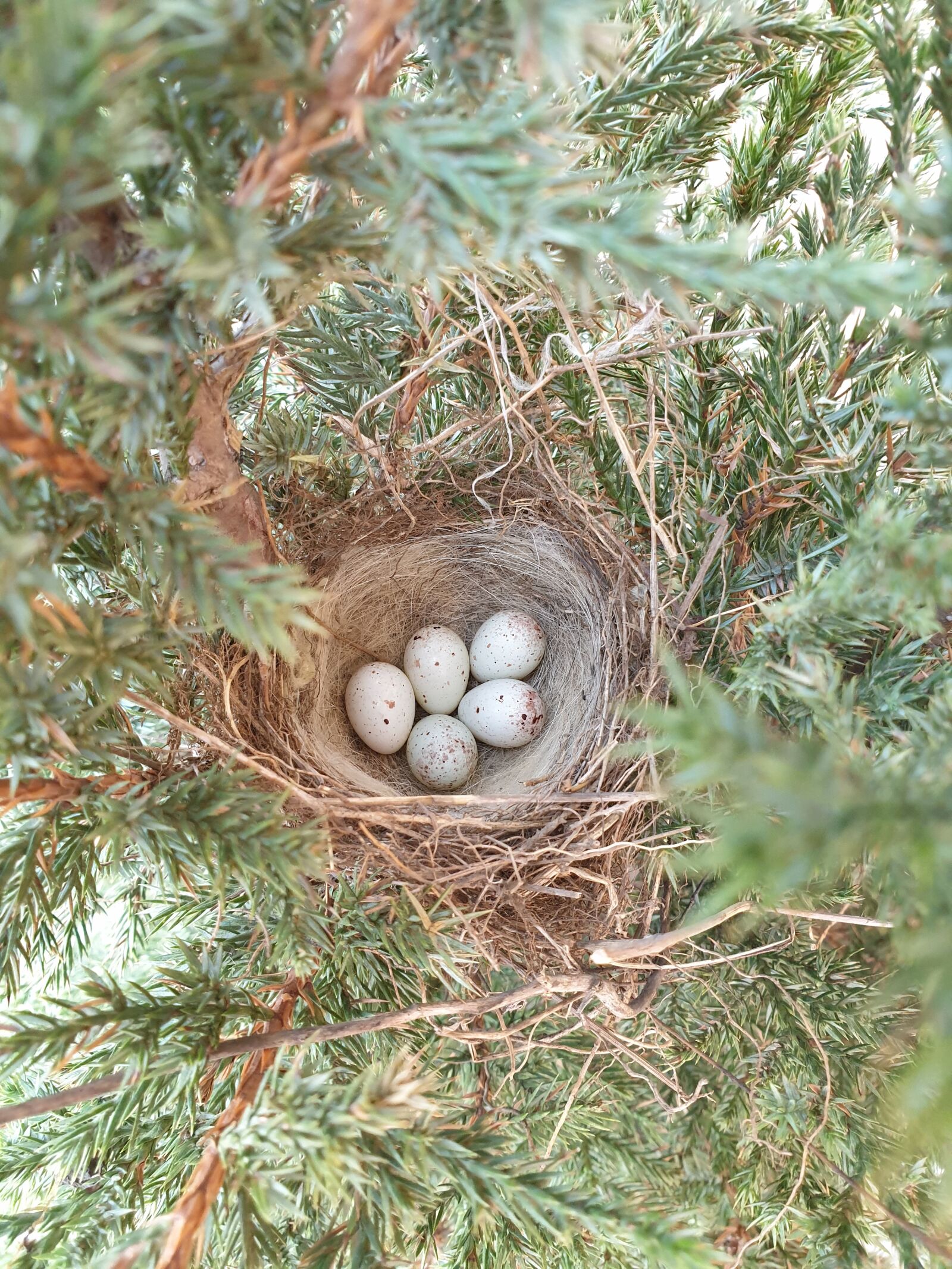 Samsung Galaxy S9+ sample photo. Jack, juniper, eggs photography