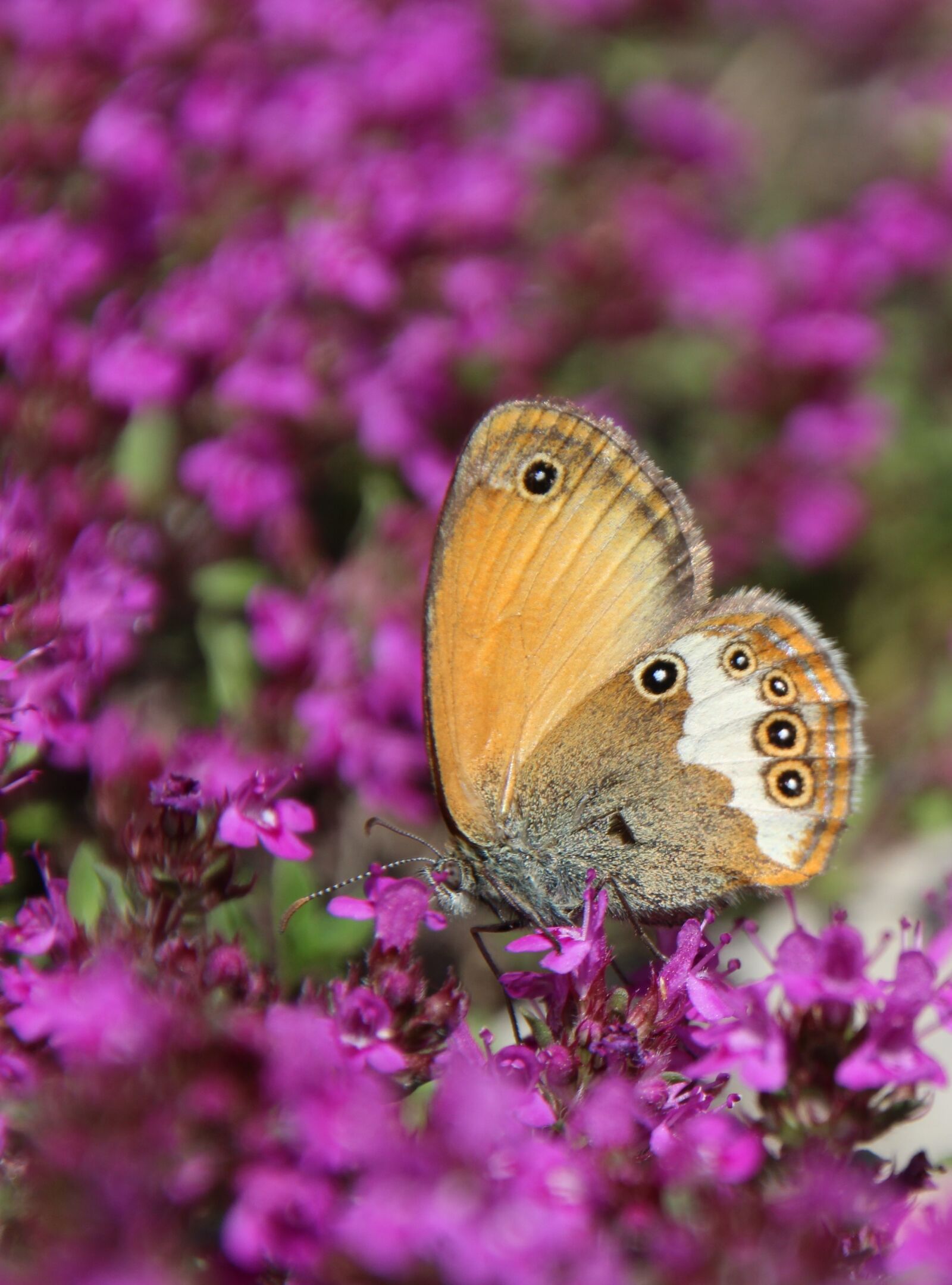 Canon EOS 1200D (EOS Rebel T5 / EOS Kiss X70 / EOS Hi) sample photo. Butterfly, public record photography