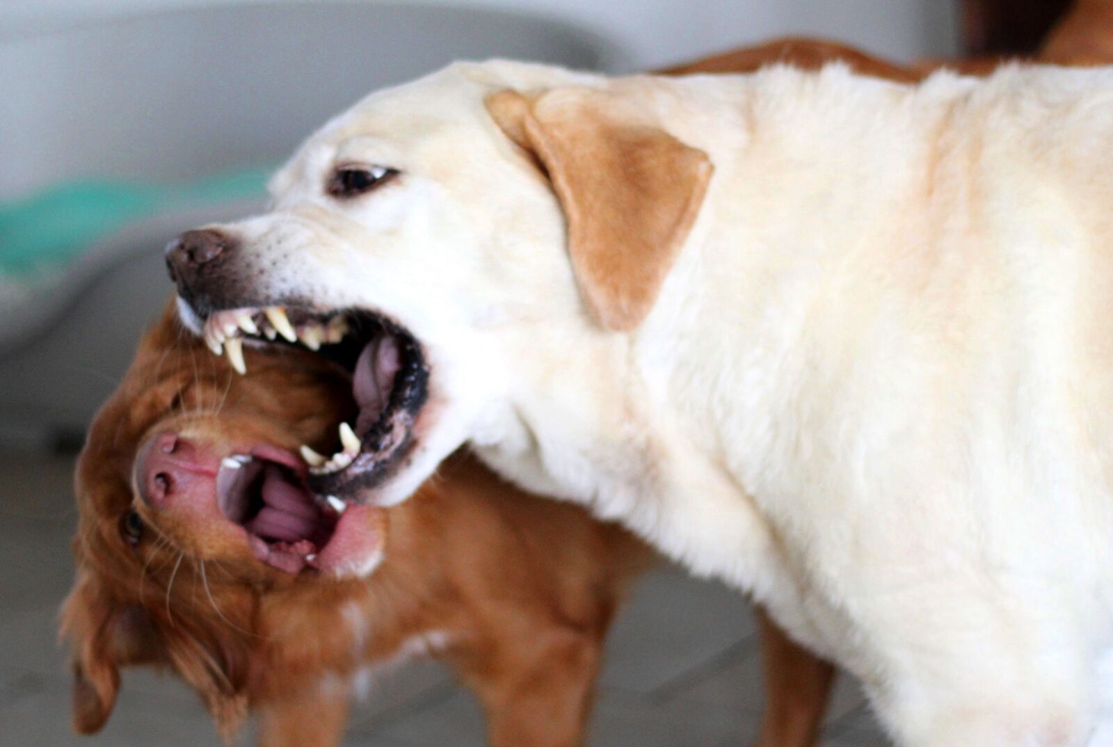 Canon EOS 600D (Rebel EOS T3i / EOS Kiss X5) sample photo. Dogs, play, dangerous photography