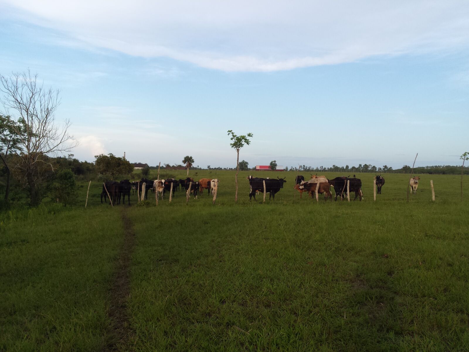 Samsung SGH-I337 sample photo. Cow, livestock, animals photography