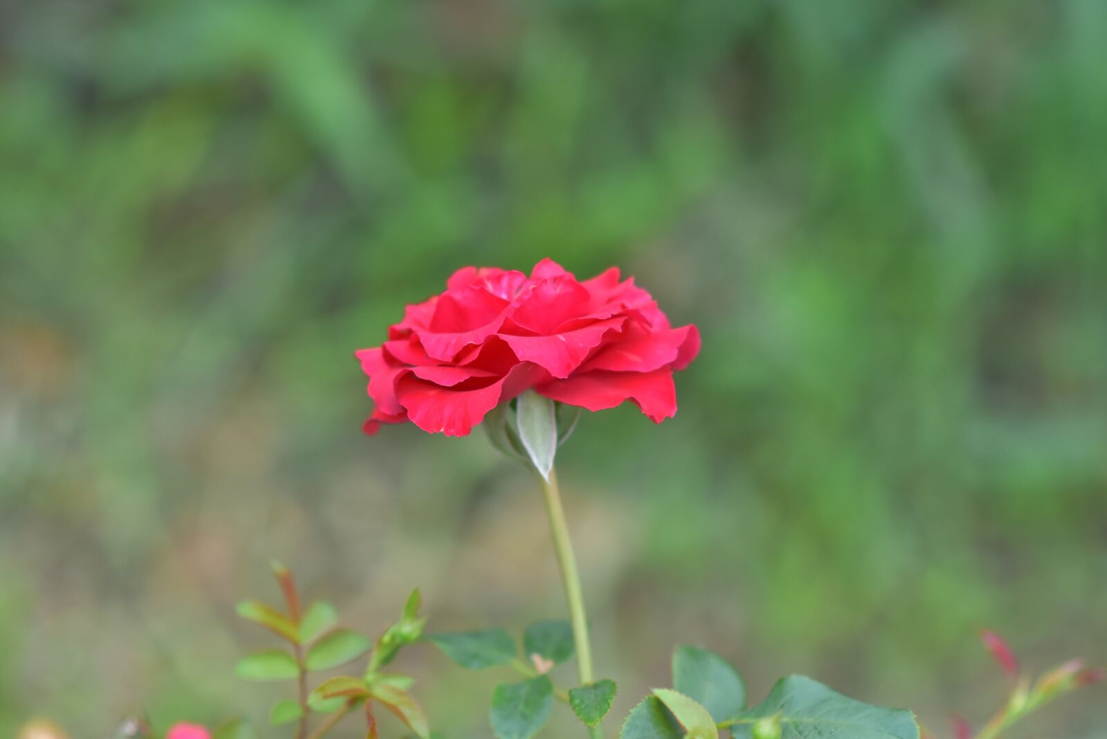 Nikon D7200 sample photo. Roses, aroma, blooming photography