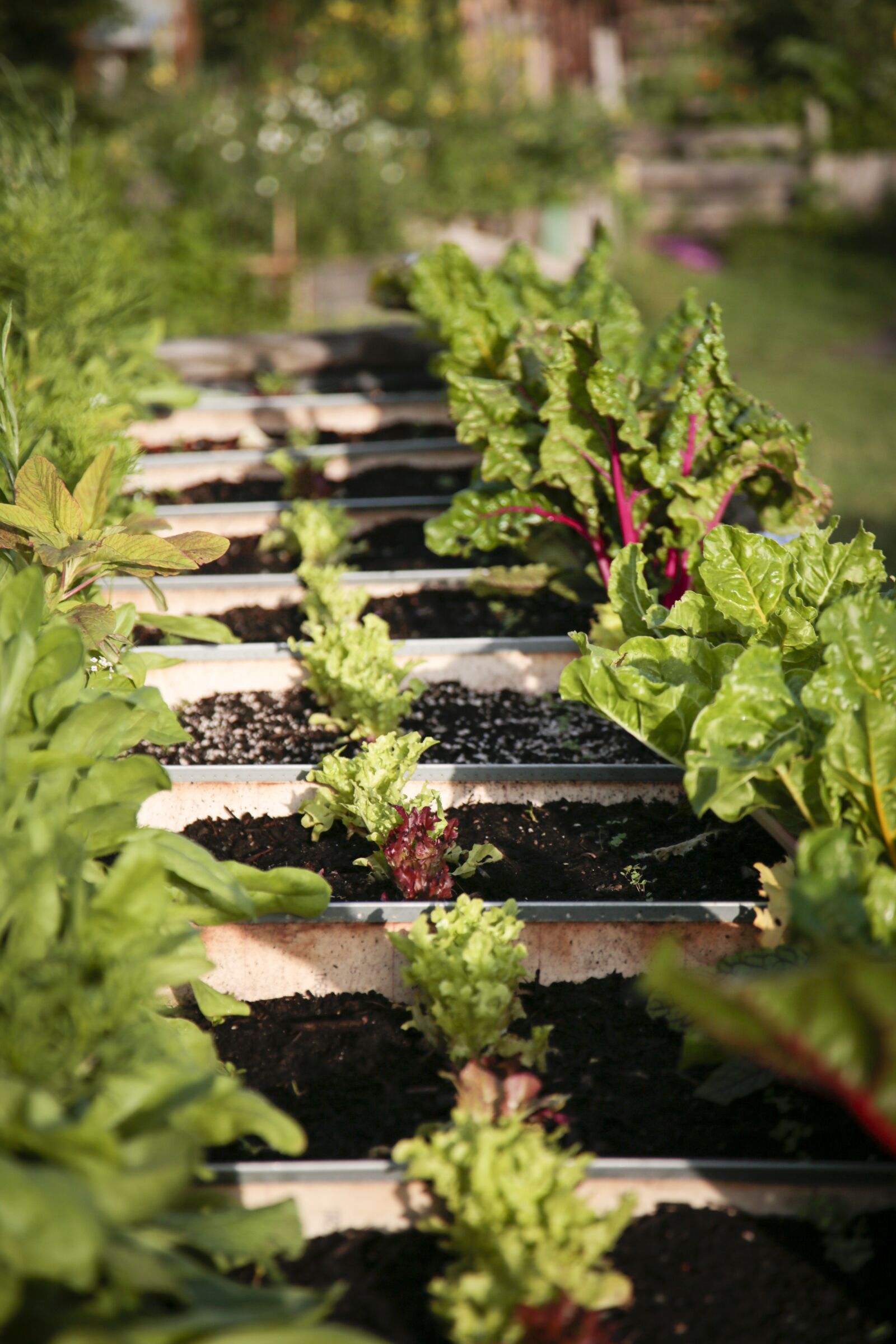 Canon EF 24-105mm F4L IS USM sample photo. Garden, plant, vegetables photography