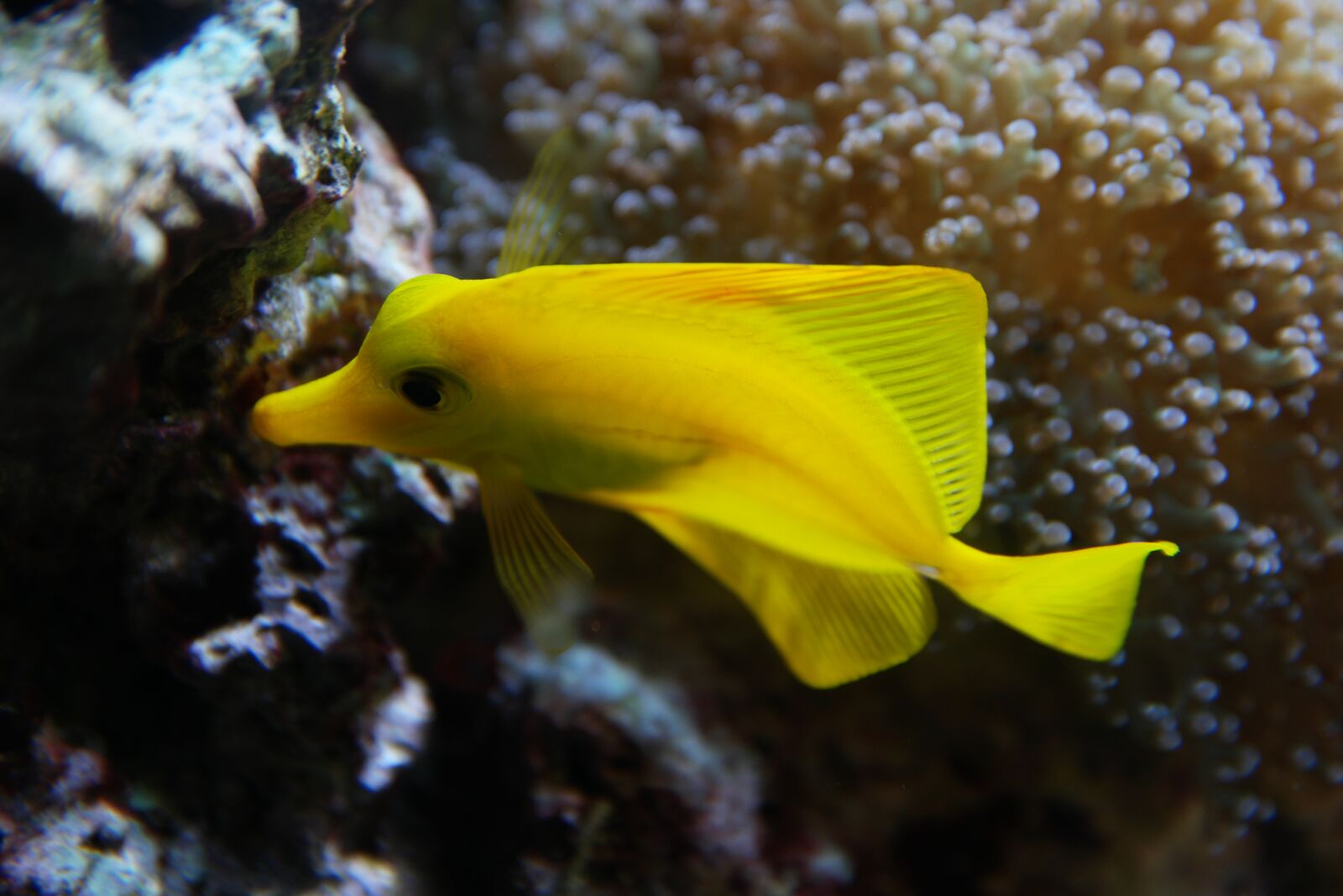 Samsung NX1 sample photo. Fish, aquarium, water photography
