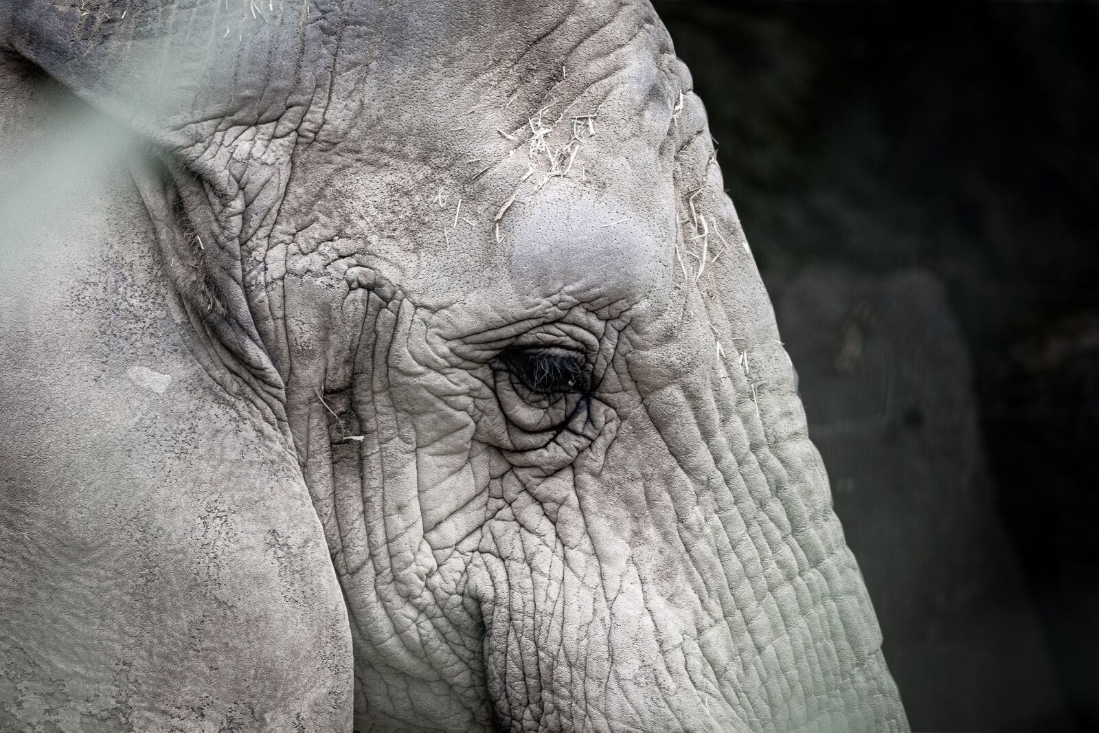 Canon EOS RP sample photo. Elephant, zoo, animal photography