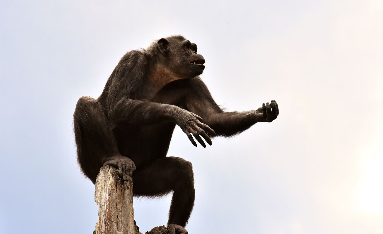 Nikon D7200 sample photo. Chimpanzee, monkey, animal world photography
