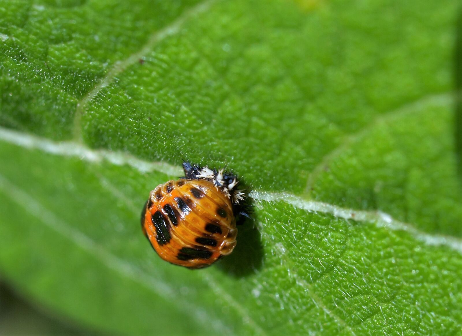 Olympus E-520 (EVOLT E-520) sample photo. Larvae, ladybird, insect photography