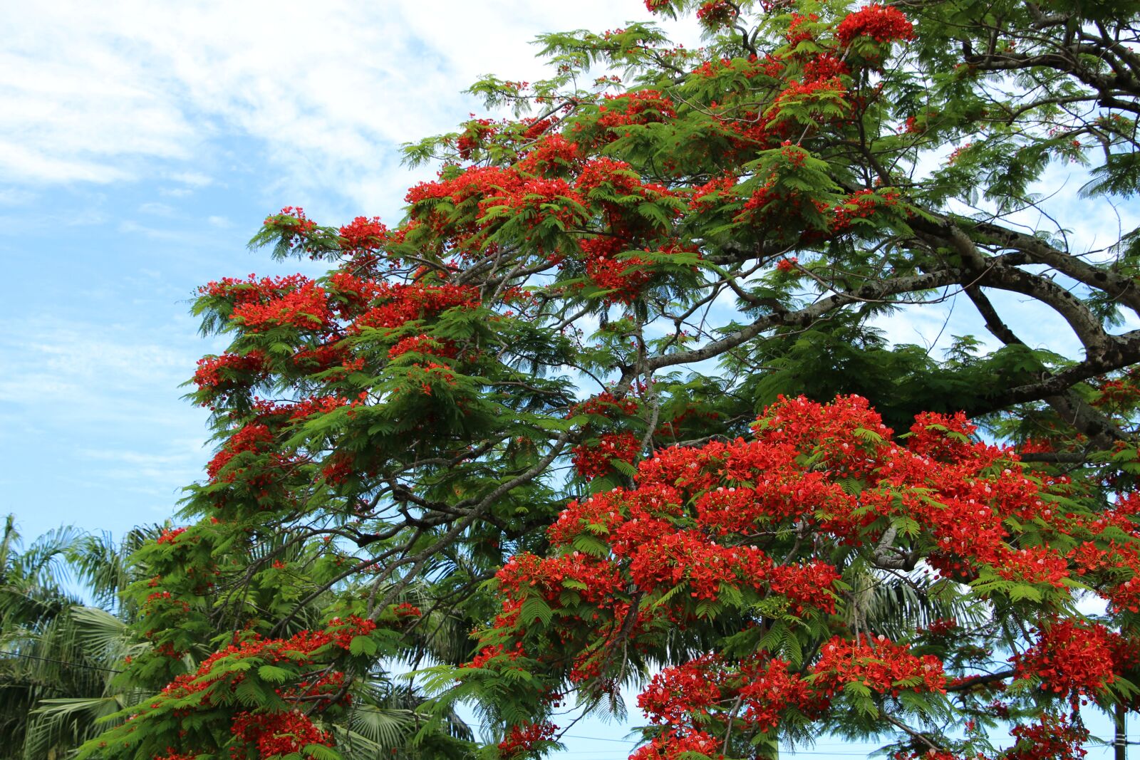 Canon EOS 700D (EOS Rebel T5i / EOS Kiss X7i) sample photo. Reunion island, flamboyant, nature photography