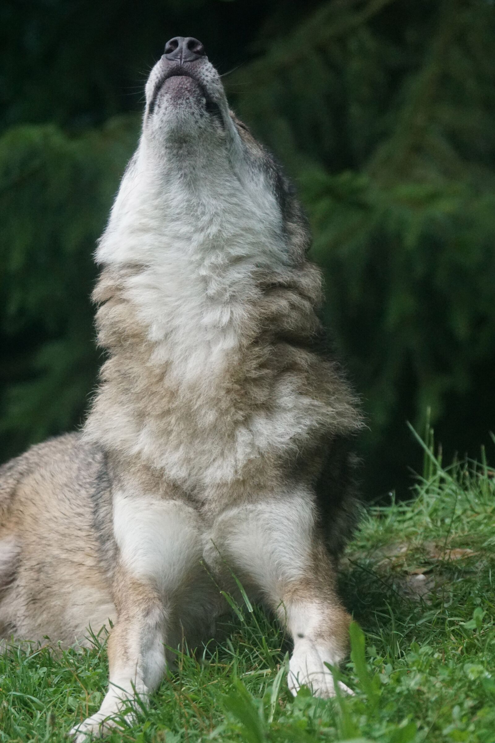 Sony ILCA-77M2 + Sony 70-400mm F4-5.6 G SSM sample photo. Wolf, howl, wolf howling photography