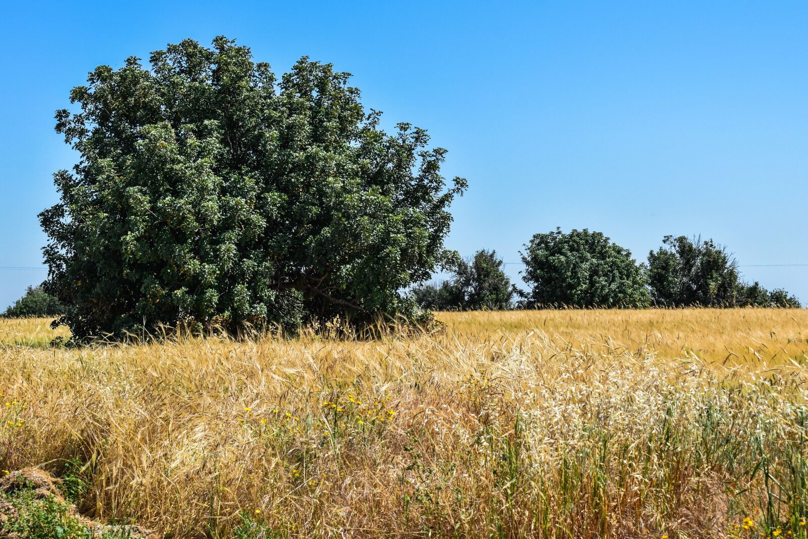 Nikon D3300 sample photo. Nature, field, landscape photography