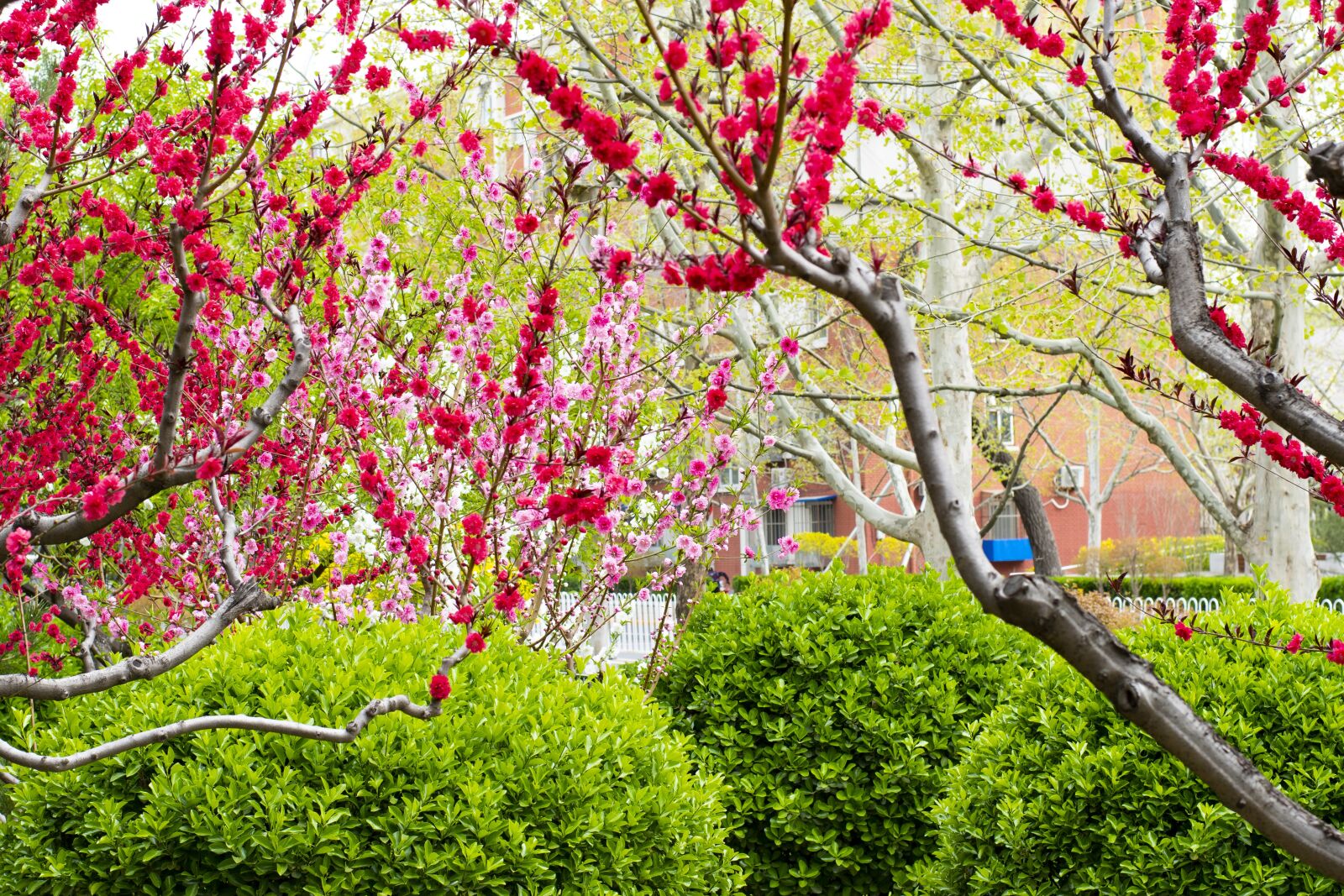 Nikon D7500 sample photo. Flower, tree, spring photography