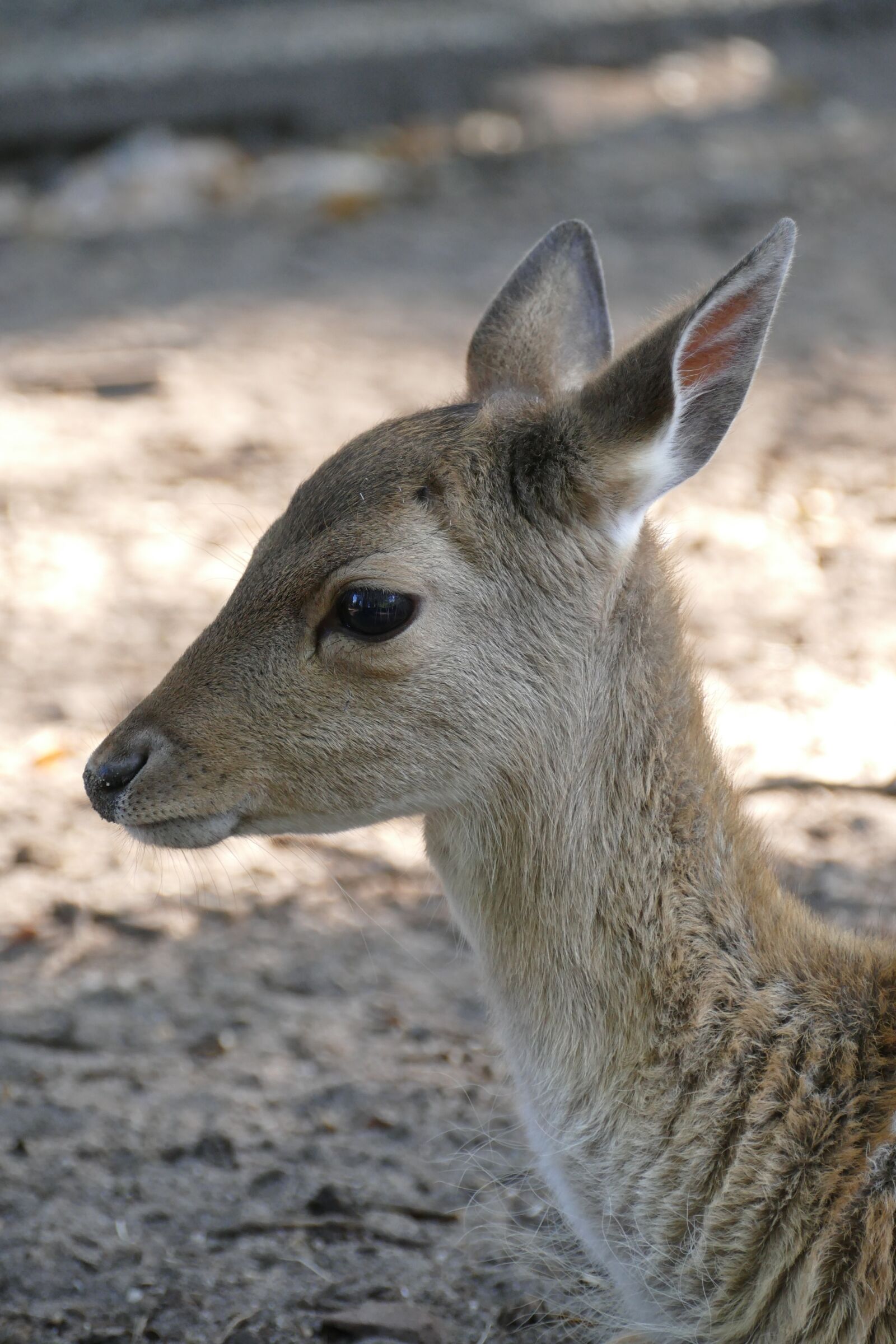 Panasonic Lumix DMC-FZ1000 sample photo. Deer, ree, young photography
