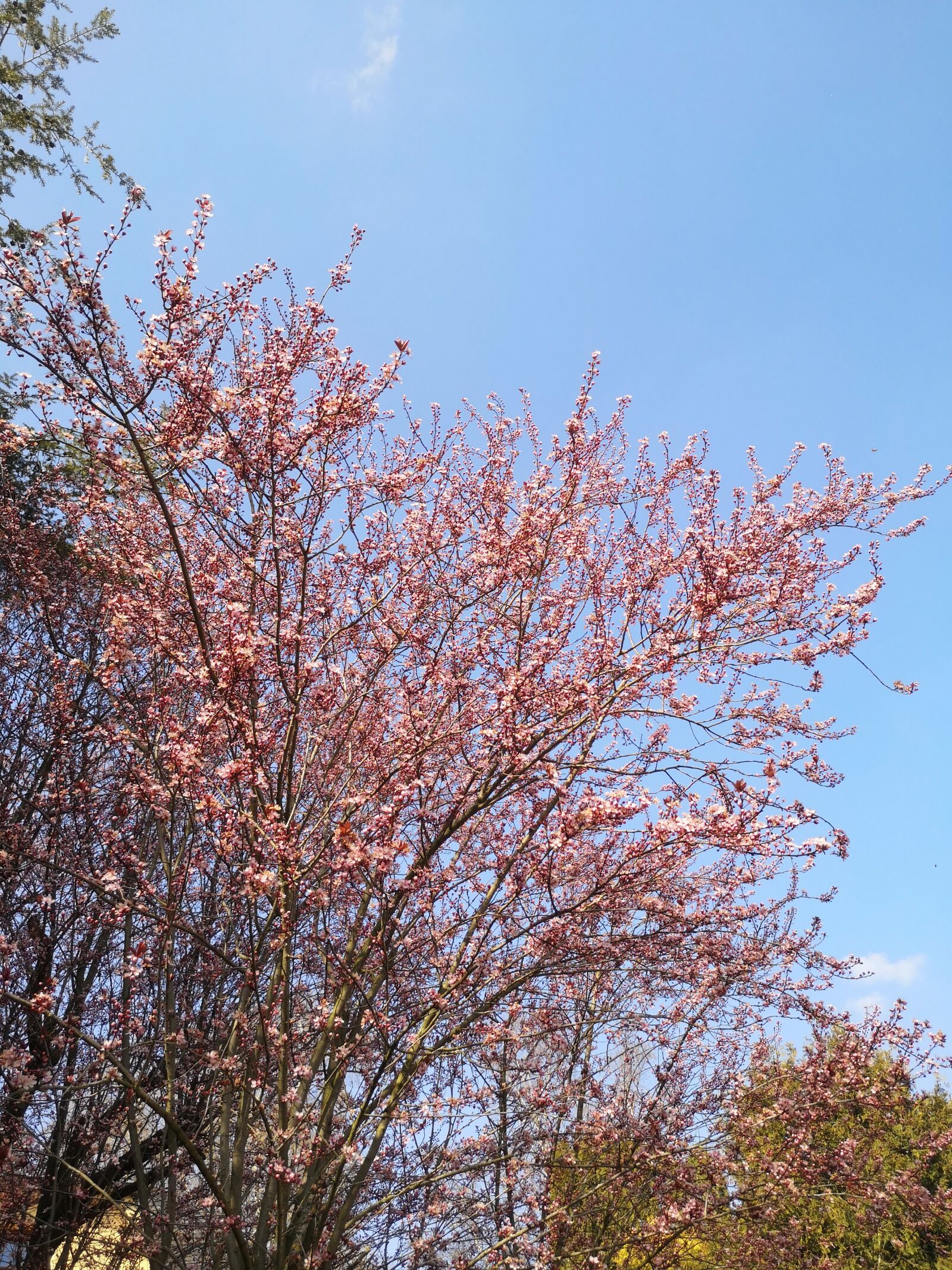 HUAWEI P20 sample photo. Cherry blossom, tree, sun photography