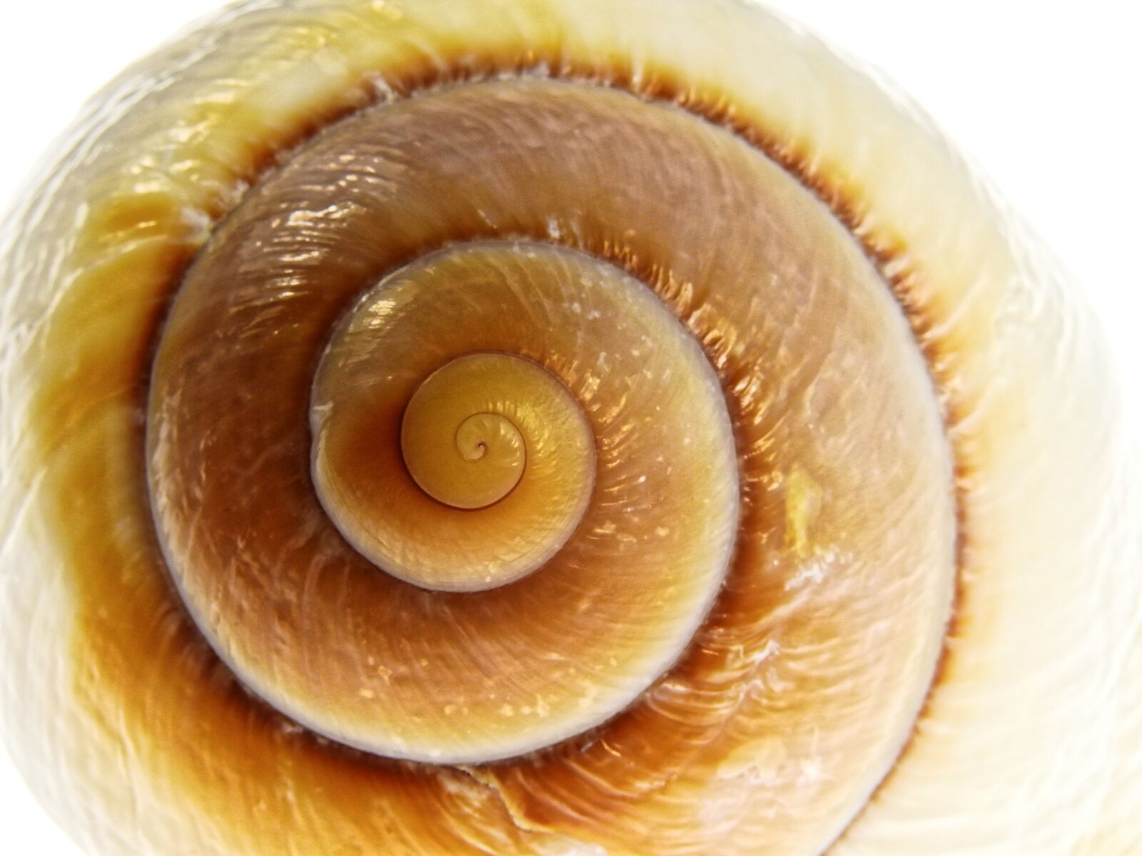 Nikon Coolpix P900 sample photo. Snail, shell, nature photography