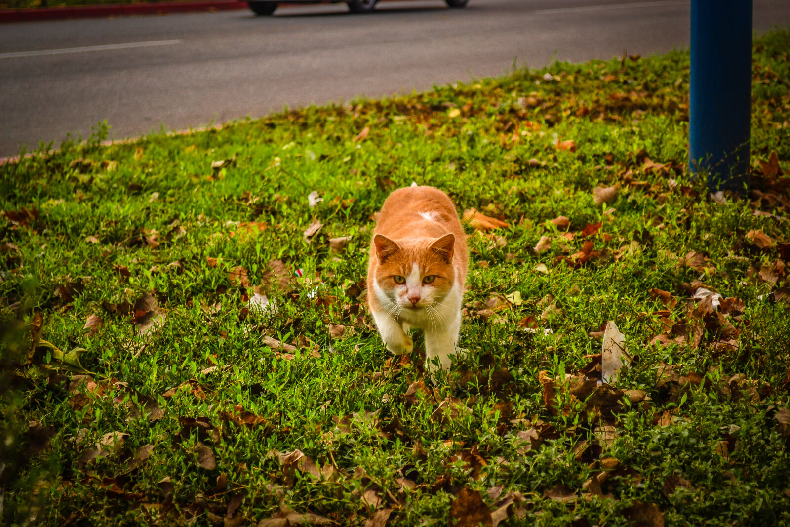 Nikon D3100 sample photo. White, and, orange, cat photography