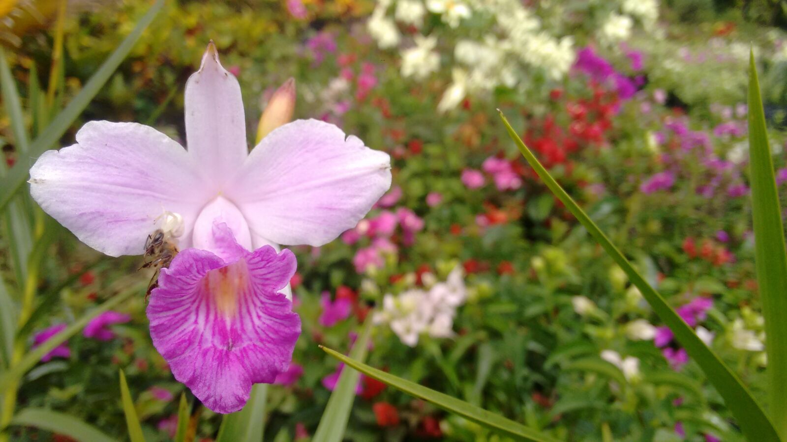 Motorola Moto G (2nd Gen) sample photo. Orchid, bee, spider photography