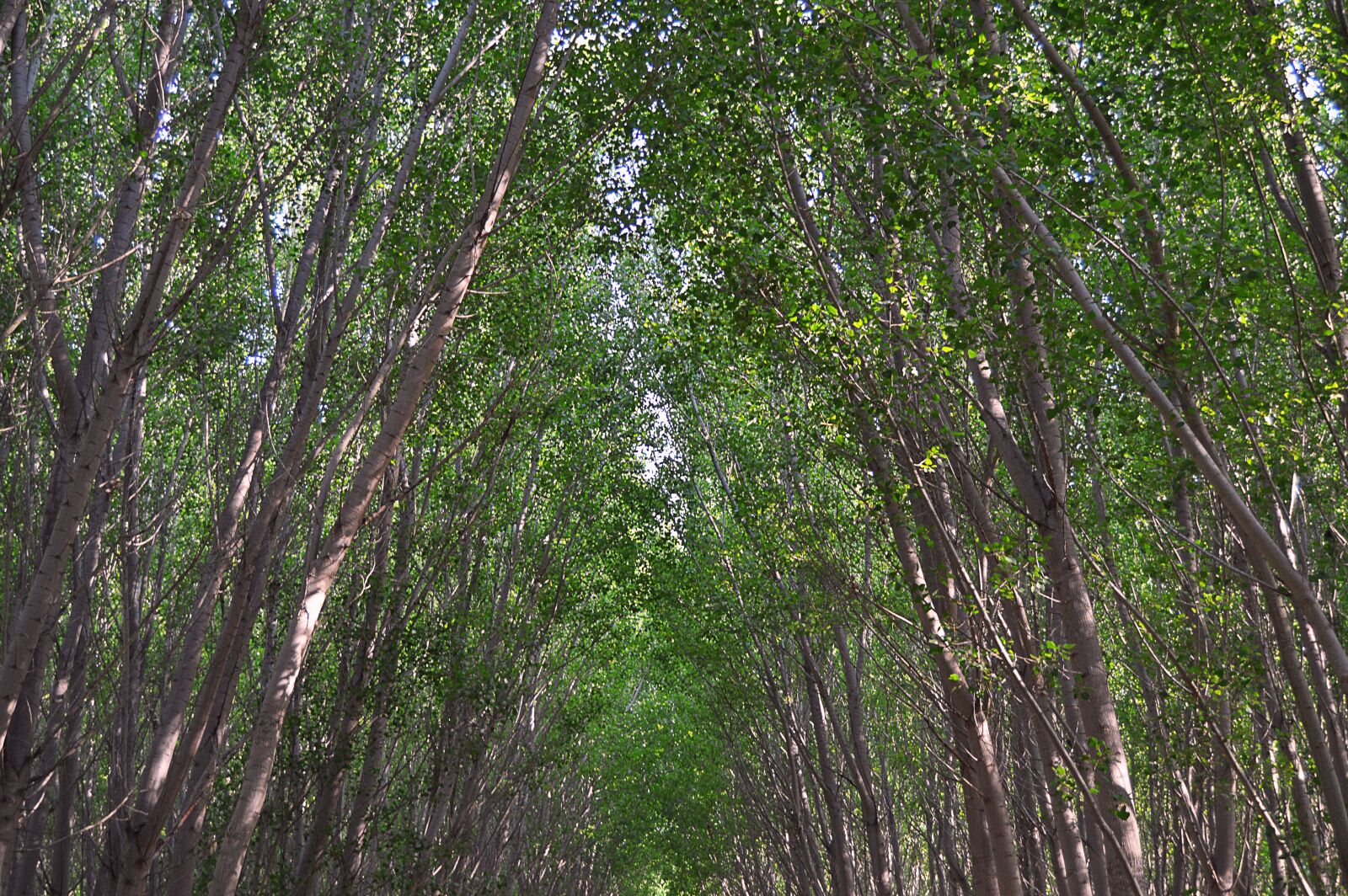 Nikon D3200 sample photo. Tall trees, tall stems photography
