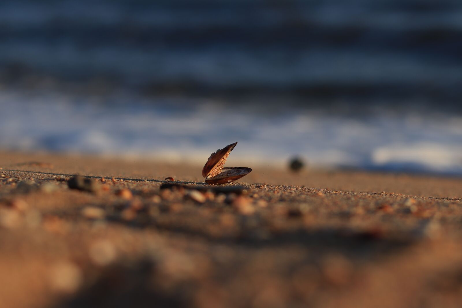 Canon EF 50mm F1.4 USM sample photo. Shell, sea, sand photography