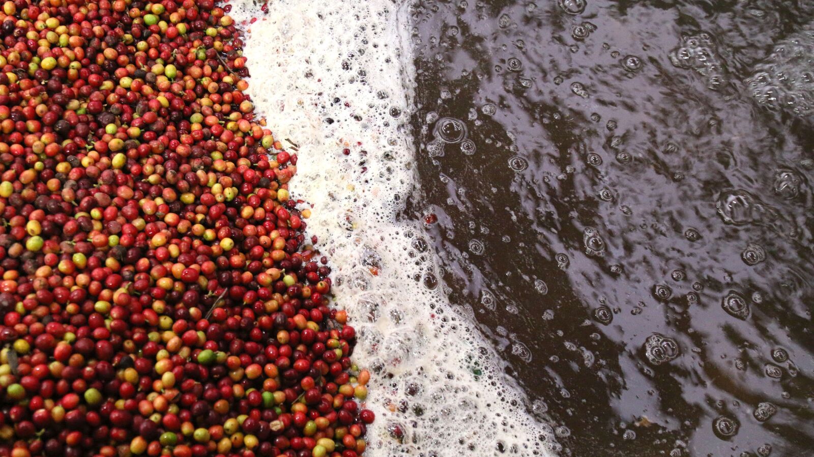 Canon EOS 70D + Canon EF 24-105mm F4L IS USM sample photo. Coffee, processing coffee, wet photography
