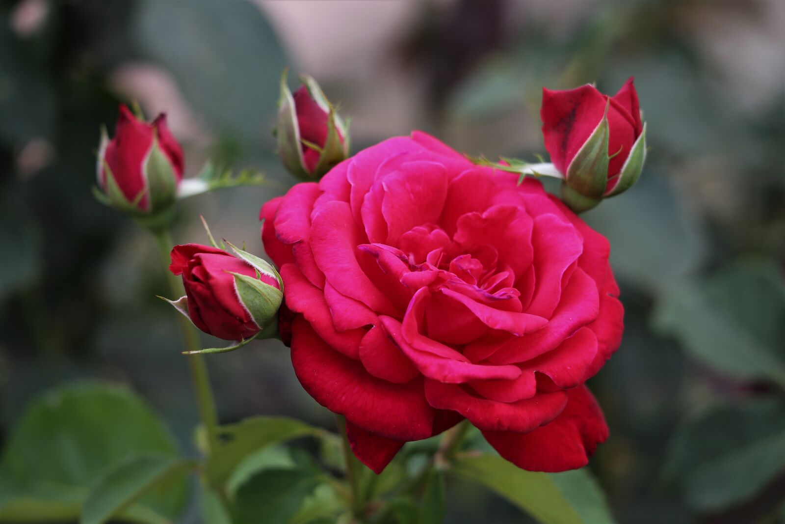 Canon EF 70-300 F4-5.6 IS II USM sample photo. Red rose, flowers, buds photography