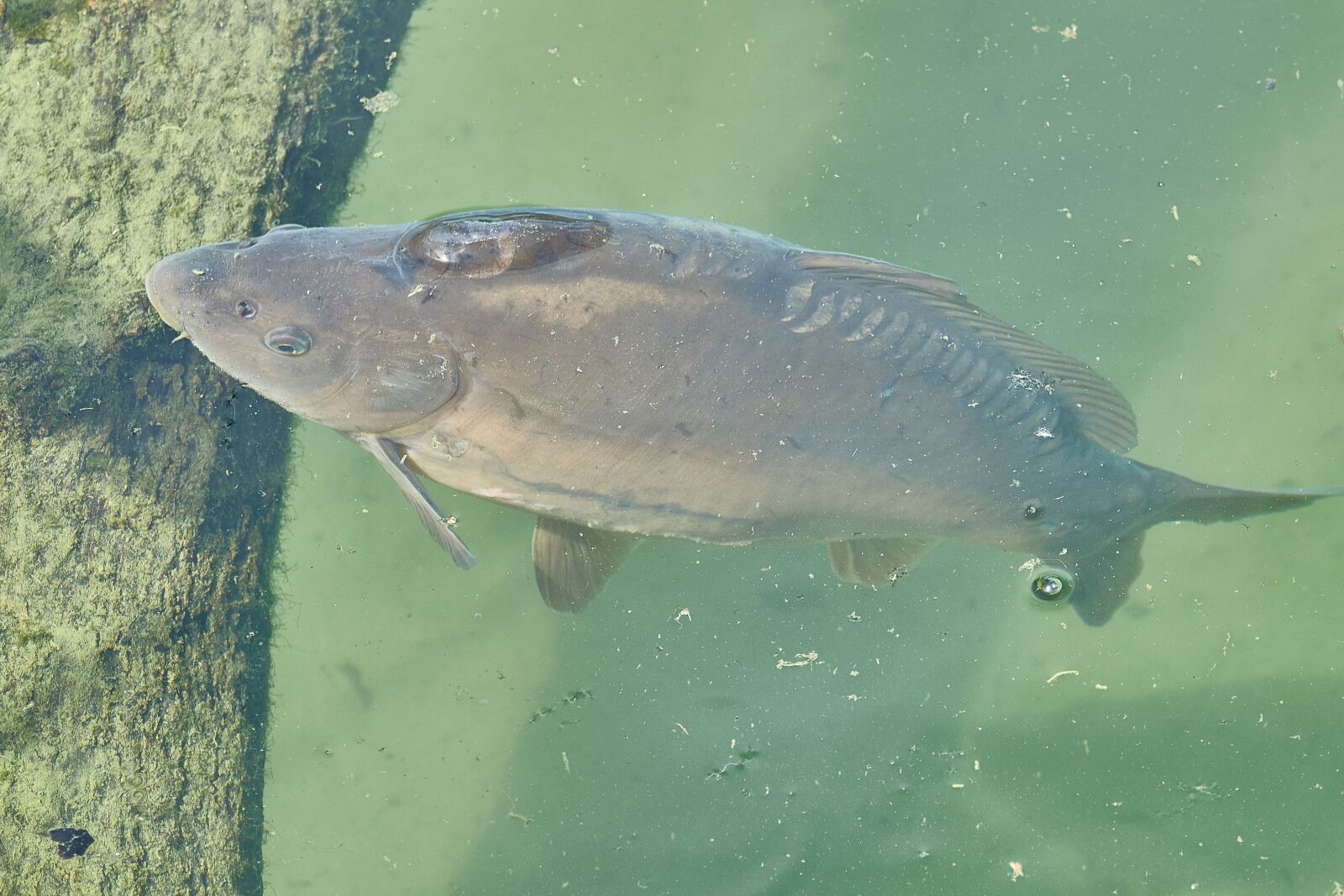 Sony Cyber-shot DSC-RX10 III sample photo. Carp, river, nature photography