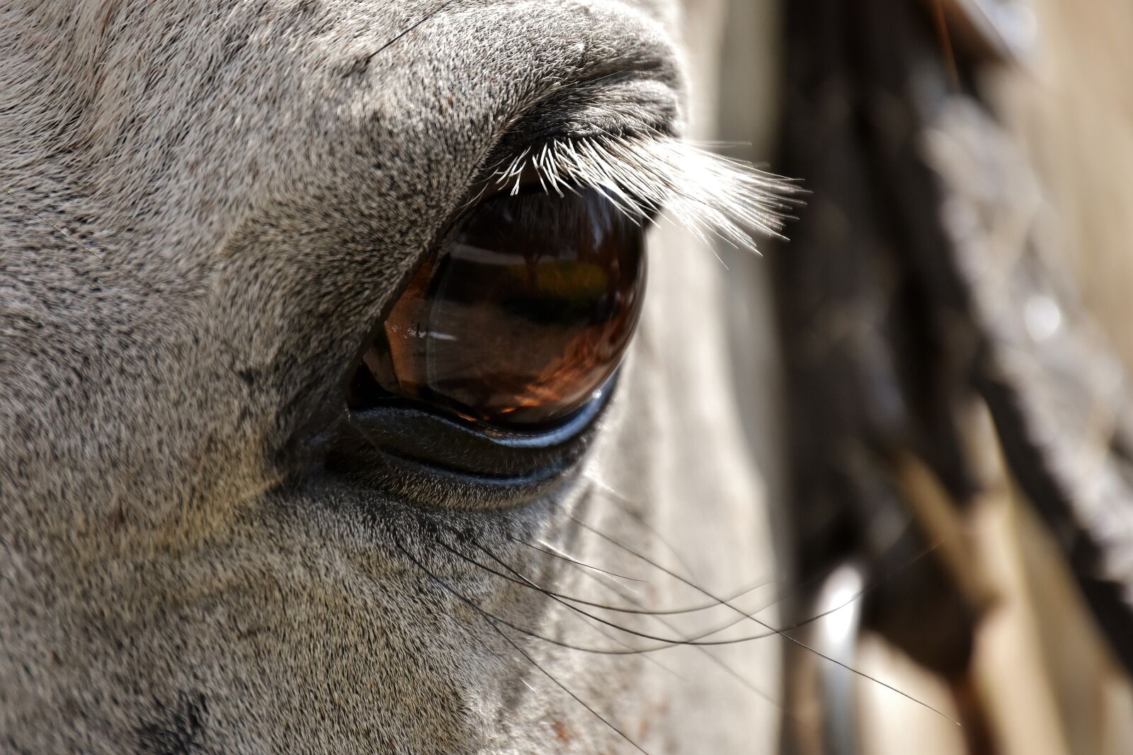Nikon D7200 sample photo. Horse, mold, pony photography