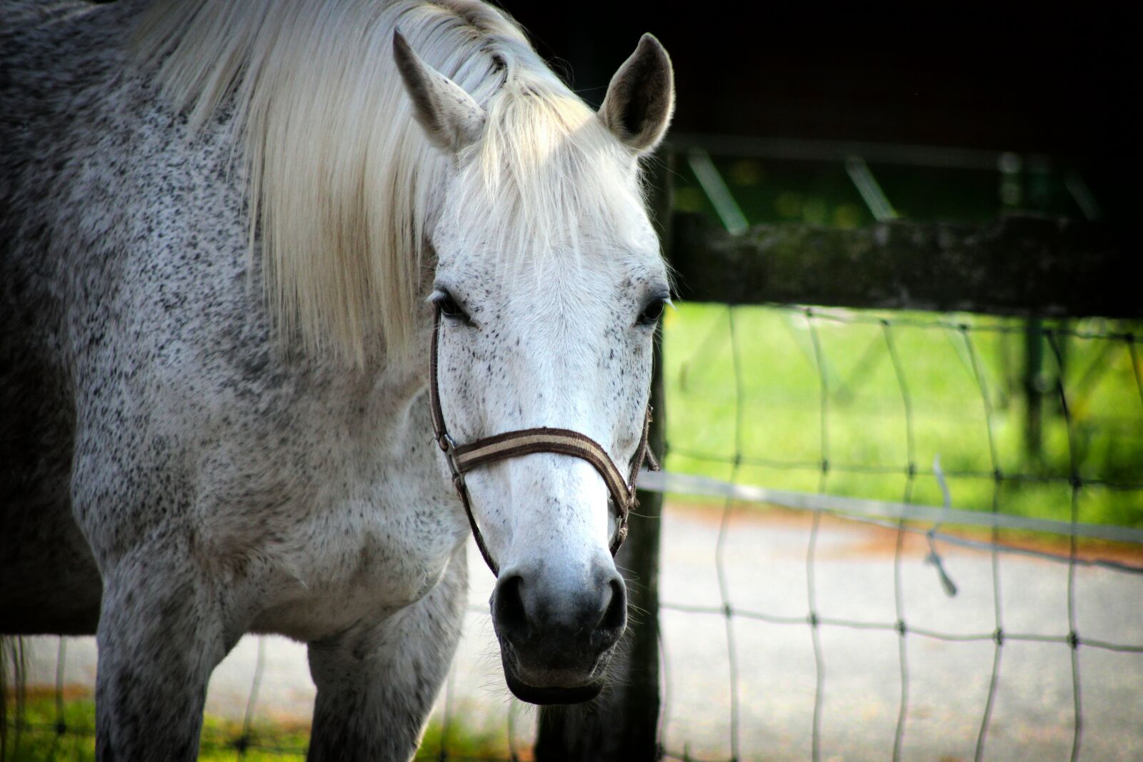 Canon EOS 600D (Rebel EOS T3i / EOS Kiss X5) sample photo. Horse, horse head, love photography